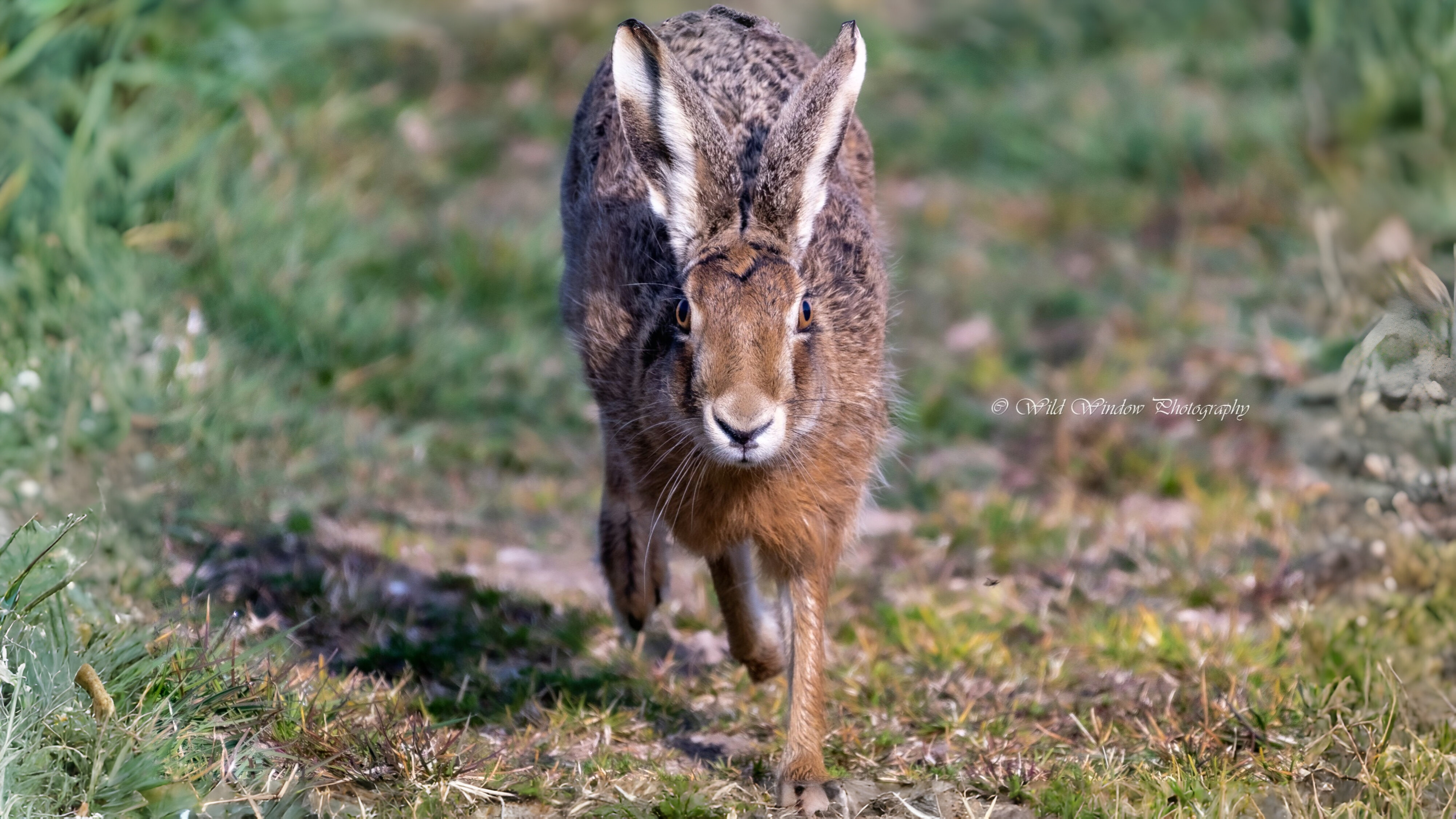 12-Mar March Madness Hares & Rabbits Section Image
