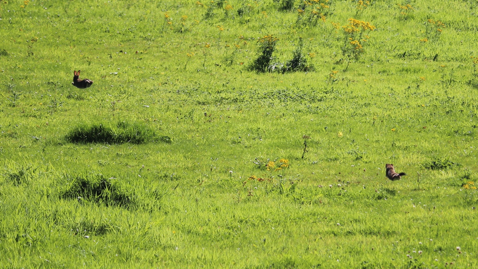 12-Mar March Madness Hares & Rabbits Section Image