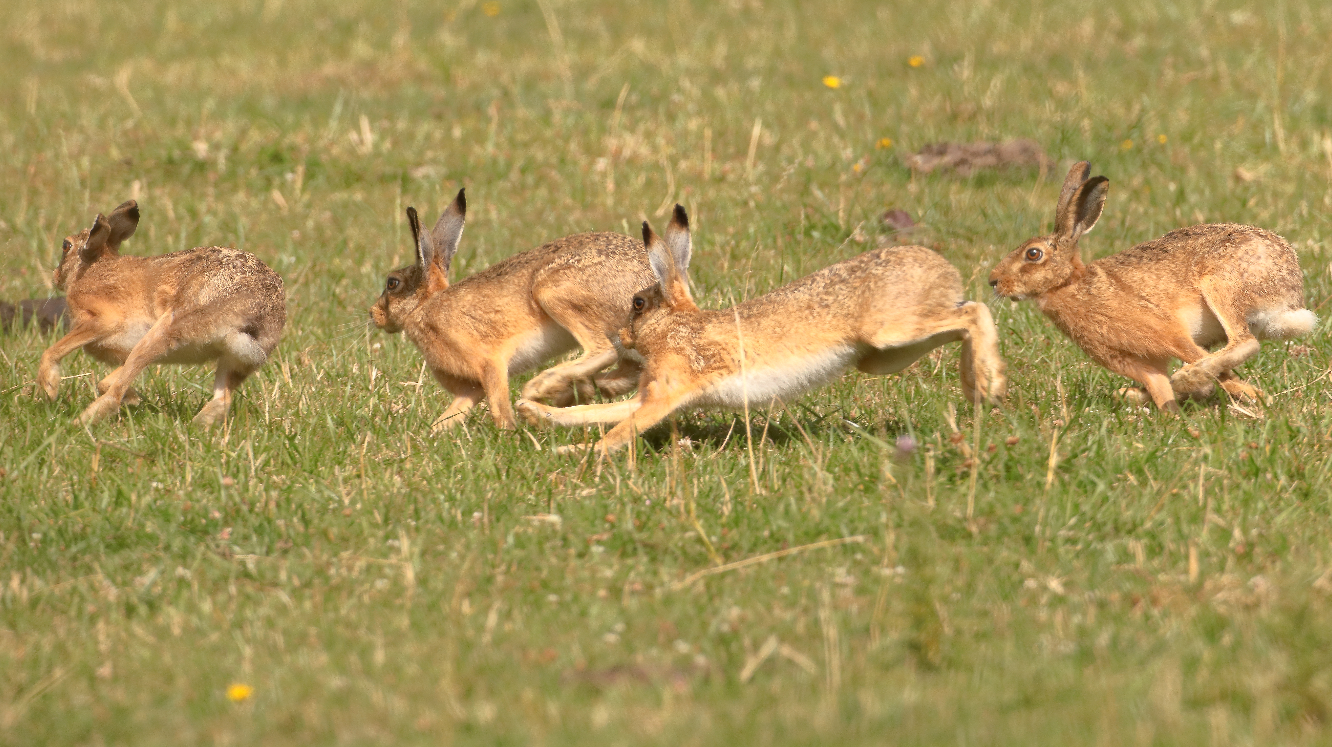 12-Mar March Madness Hares & Rabbits Section Image