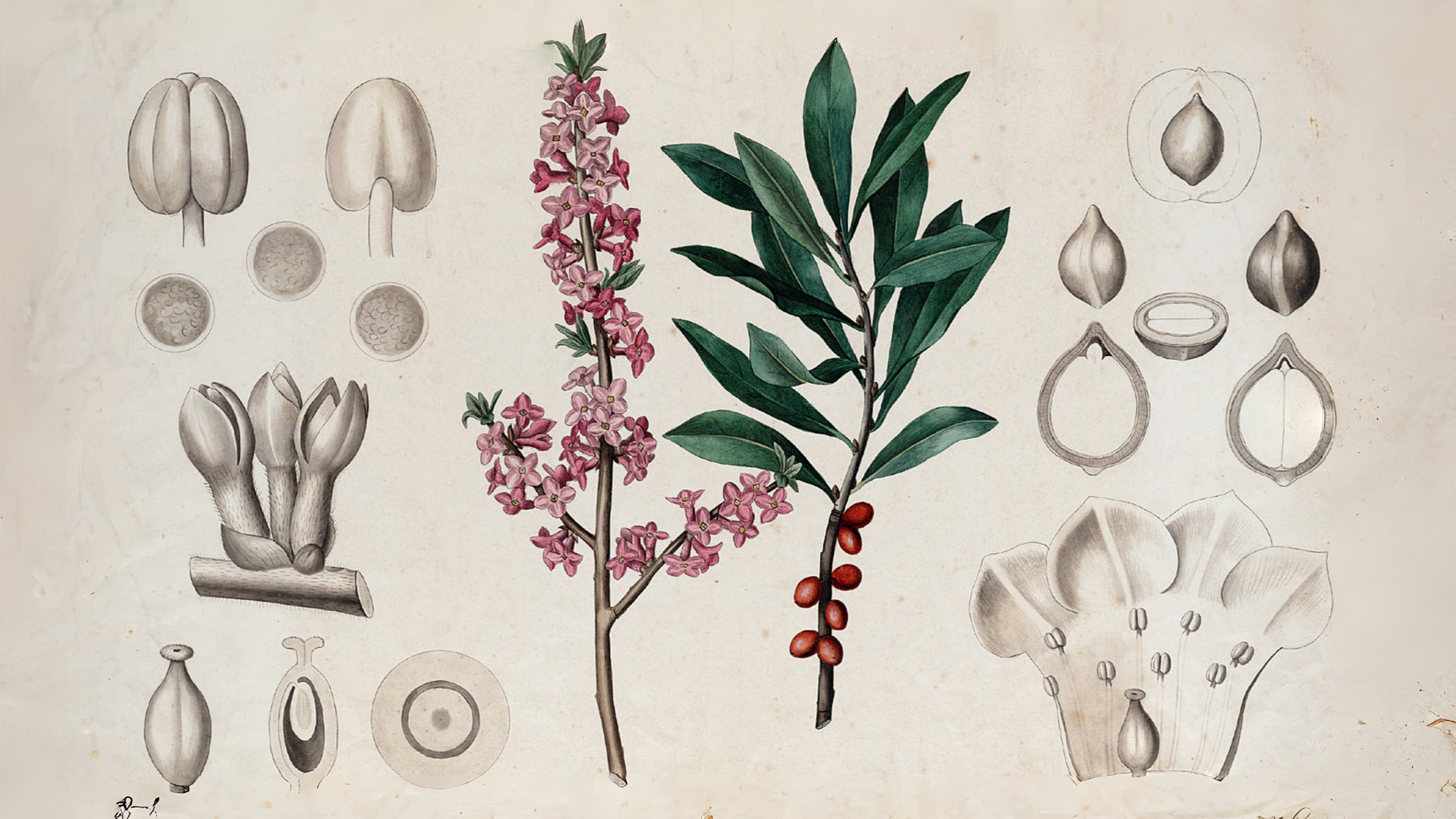 12-Feb Wild Shrubs of February Section Image