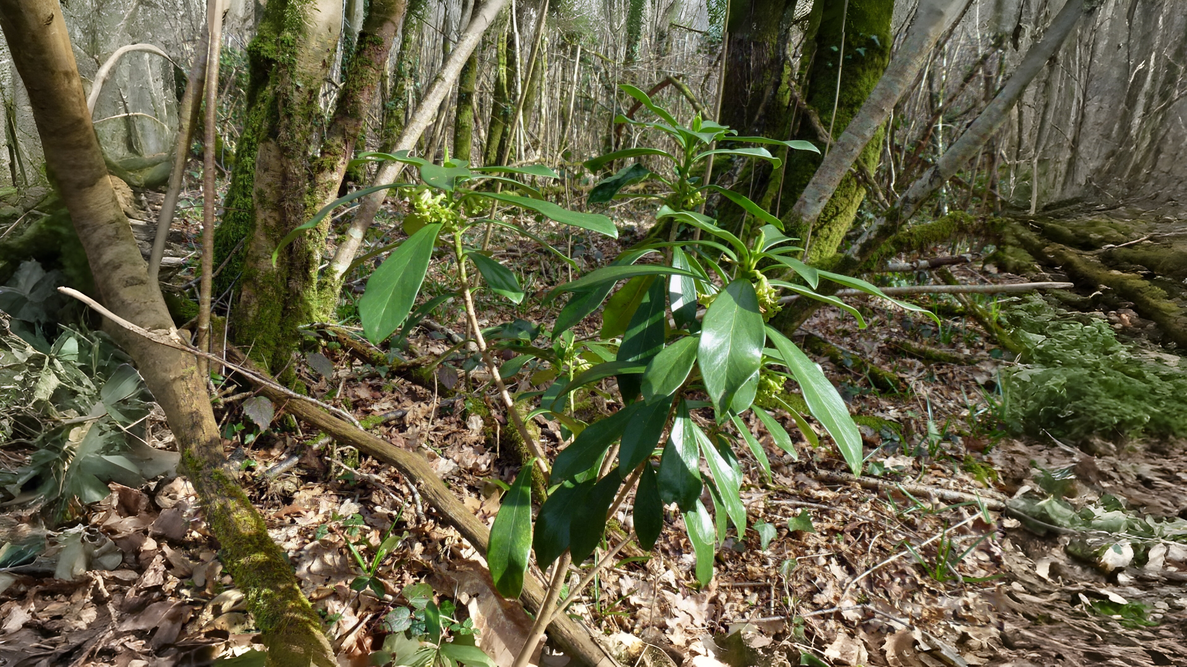 12-Feb Wild Shrubs of February Section Image