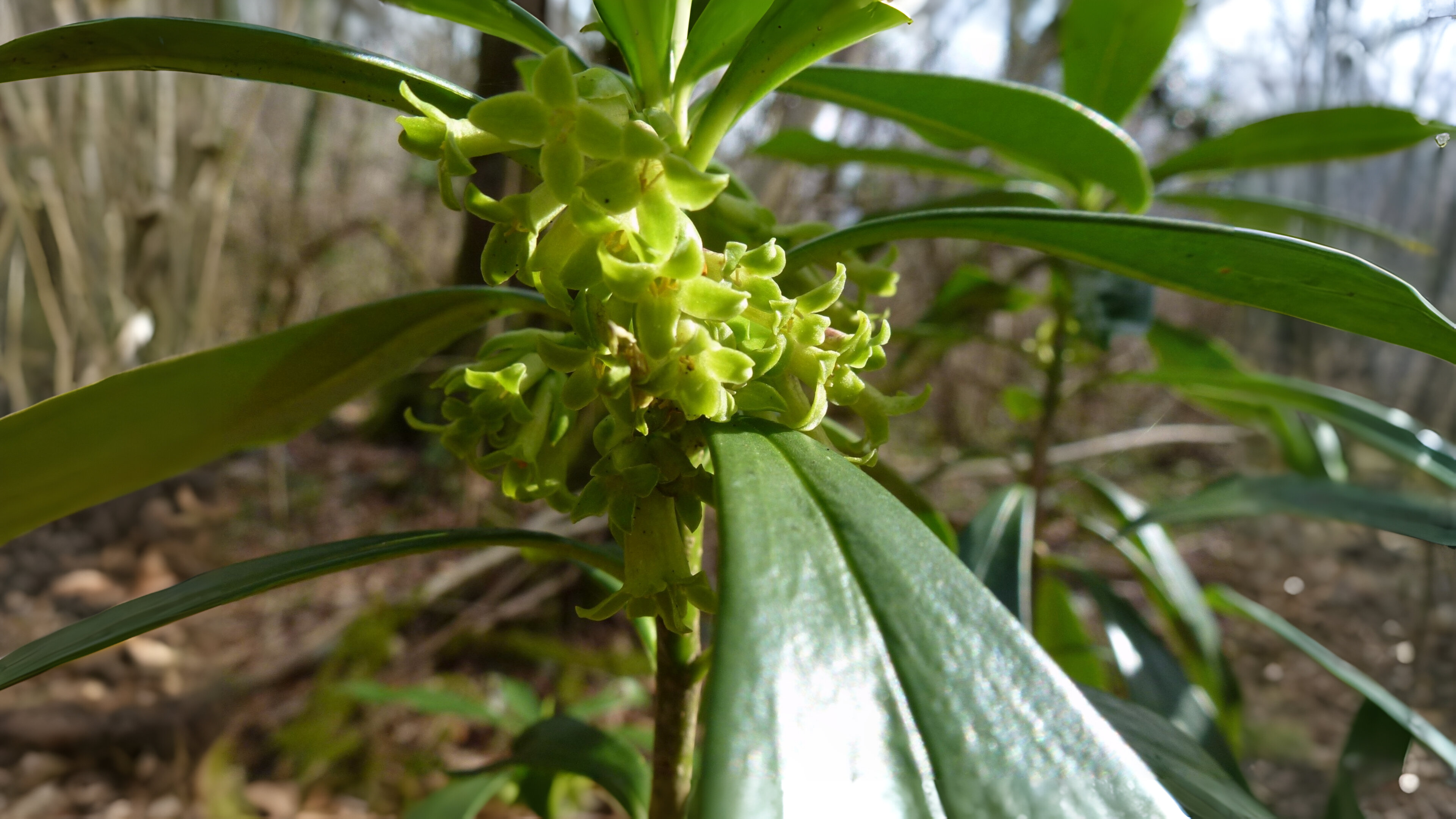 12-Feb Wild Shrubs of February Section Image