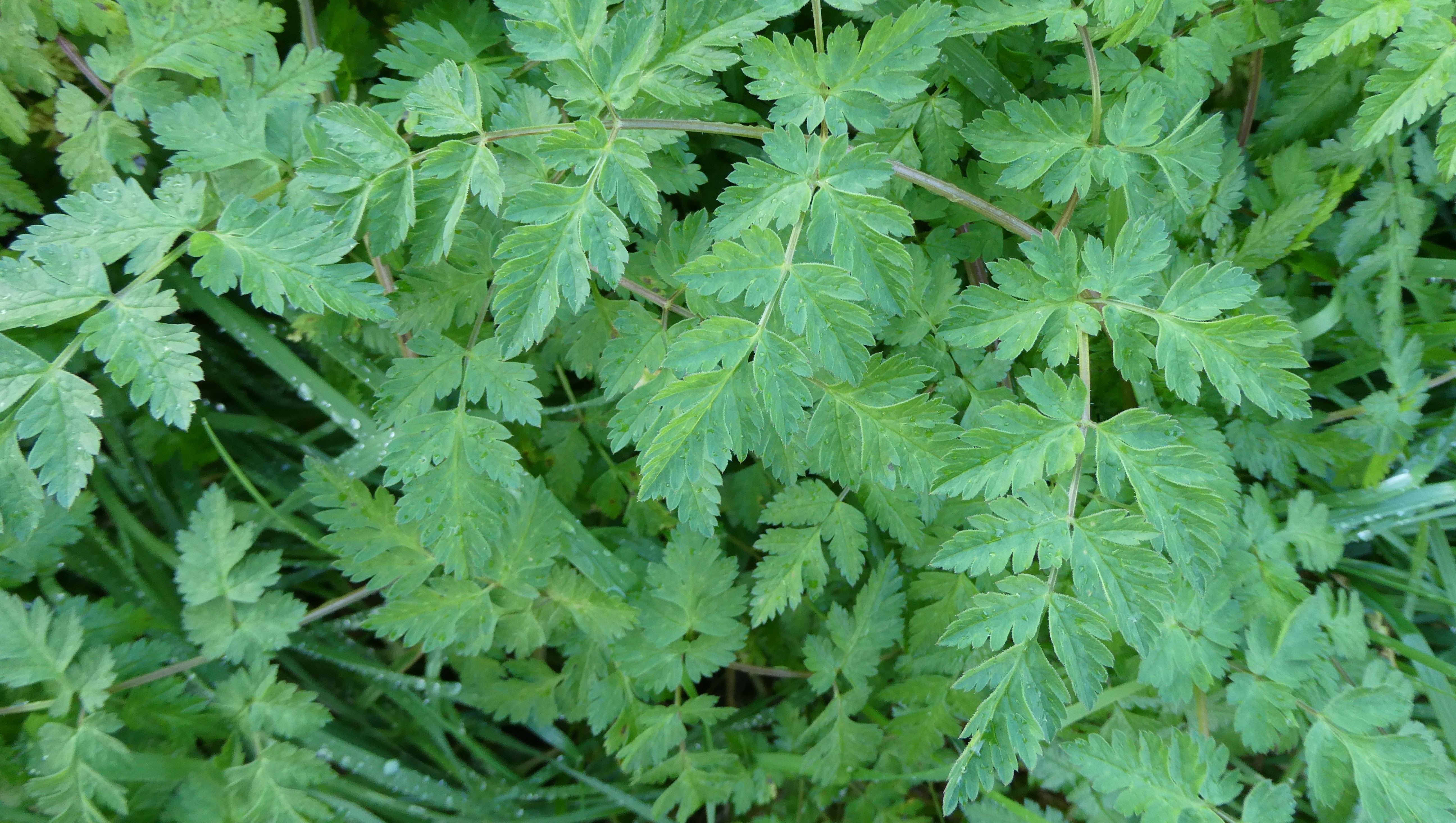 12-Jan Winter's Fresh Green Growth Section Image
