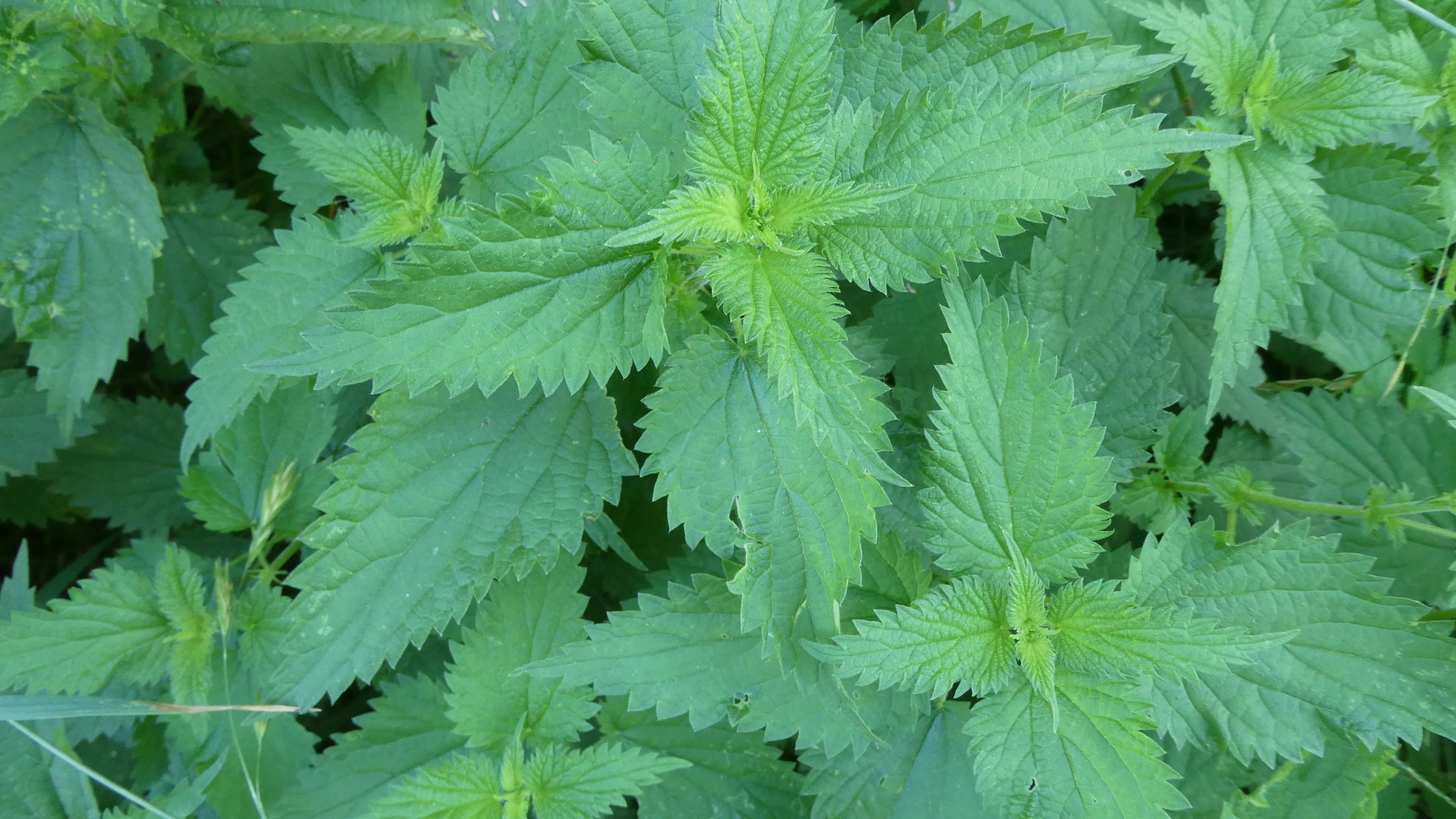 12-Jan Winter's Fresh Green Growth Section Image
