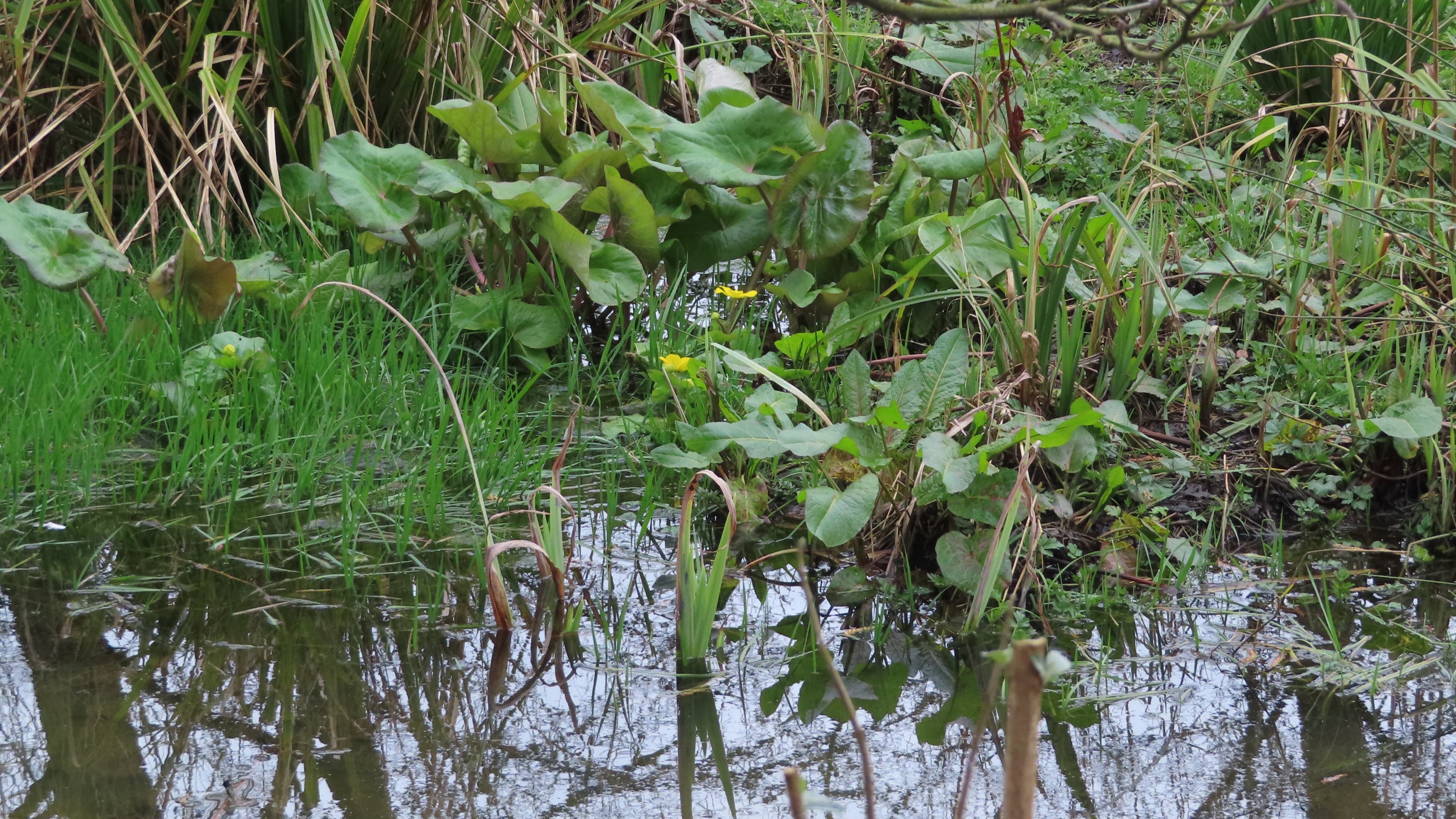 12-Jan Winter's Fresh Green Growth Section Image