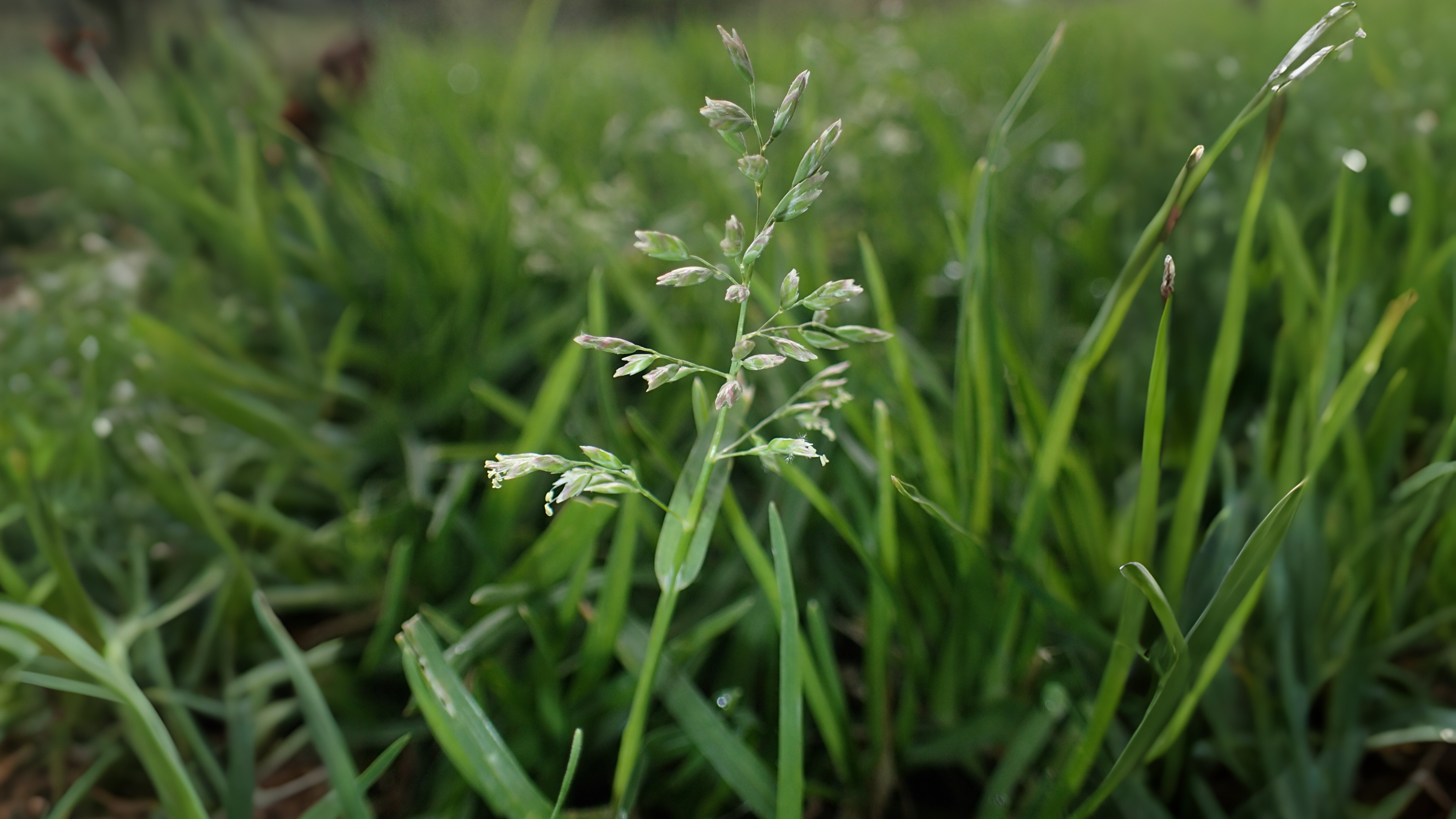 12-Jan Winter's Fresh Green Growth Section Image