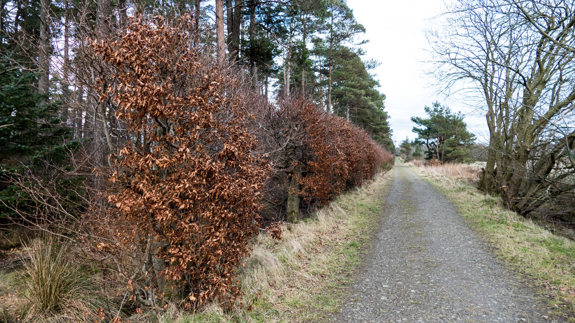 12-Jan Winter's Fresh Green Growth Section Image