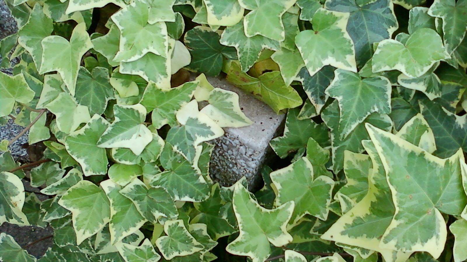 12-Jan Winter's Fresh Green Growth Section Image
