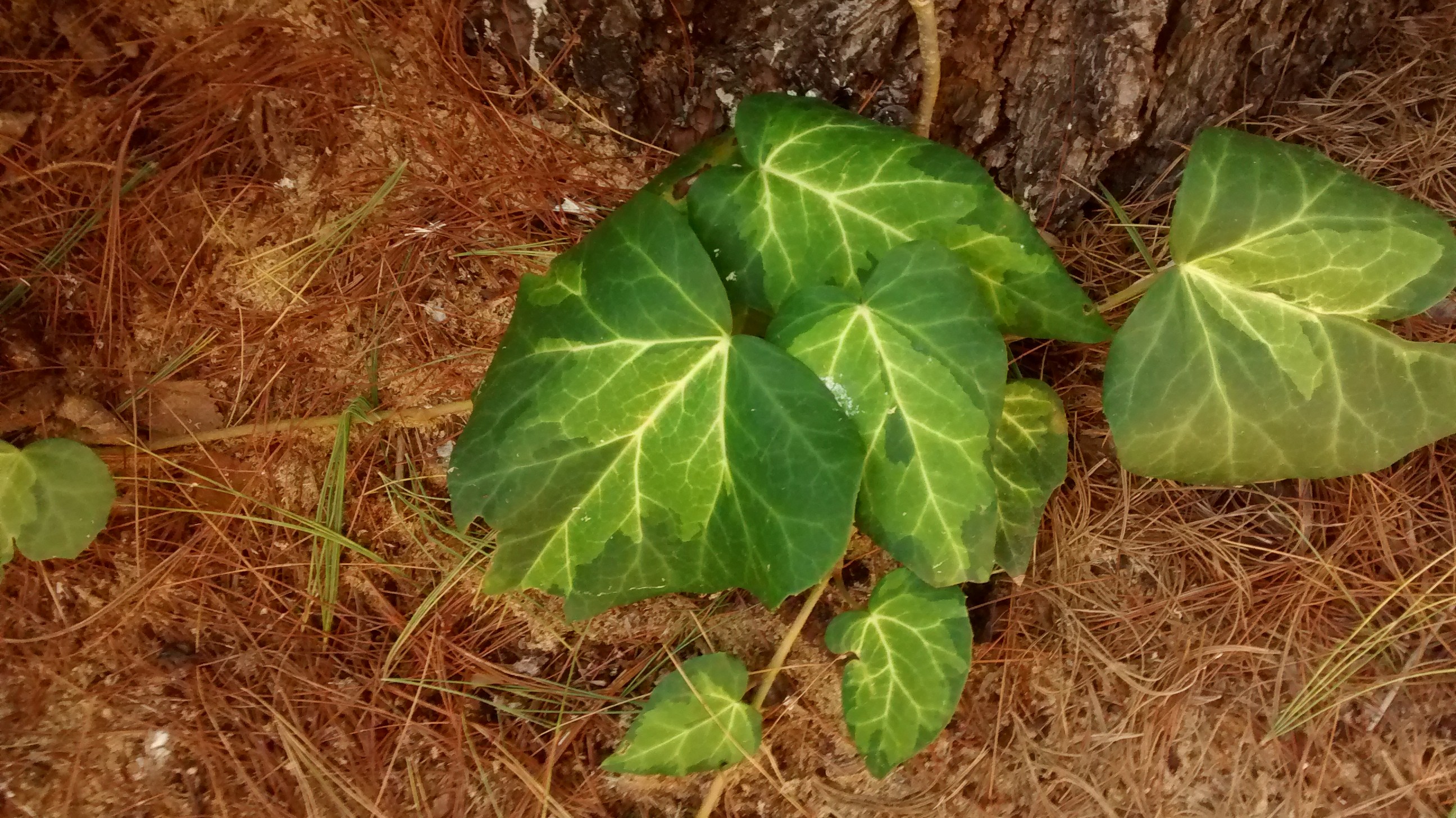 12-Jan Winter's Fresh Green Growth Section Image