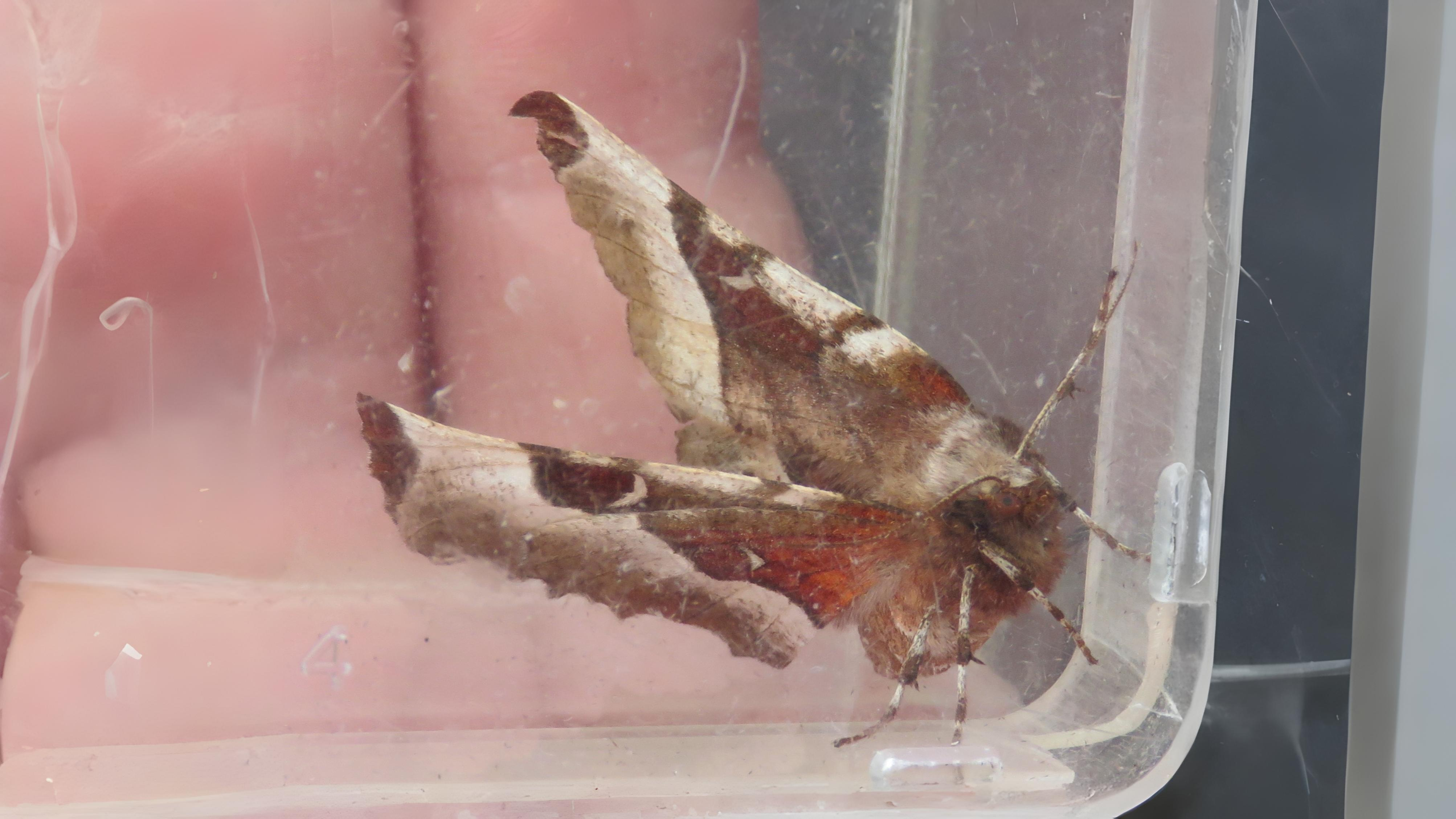 13-Apr London’s Moth Magic Section Image