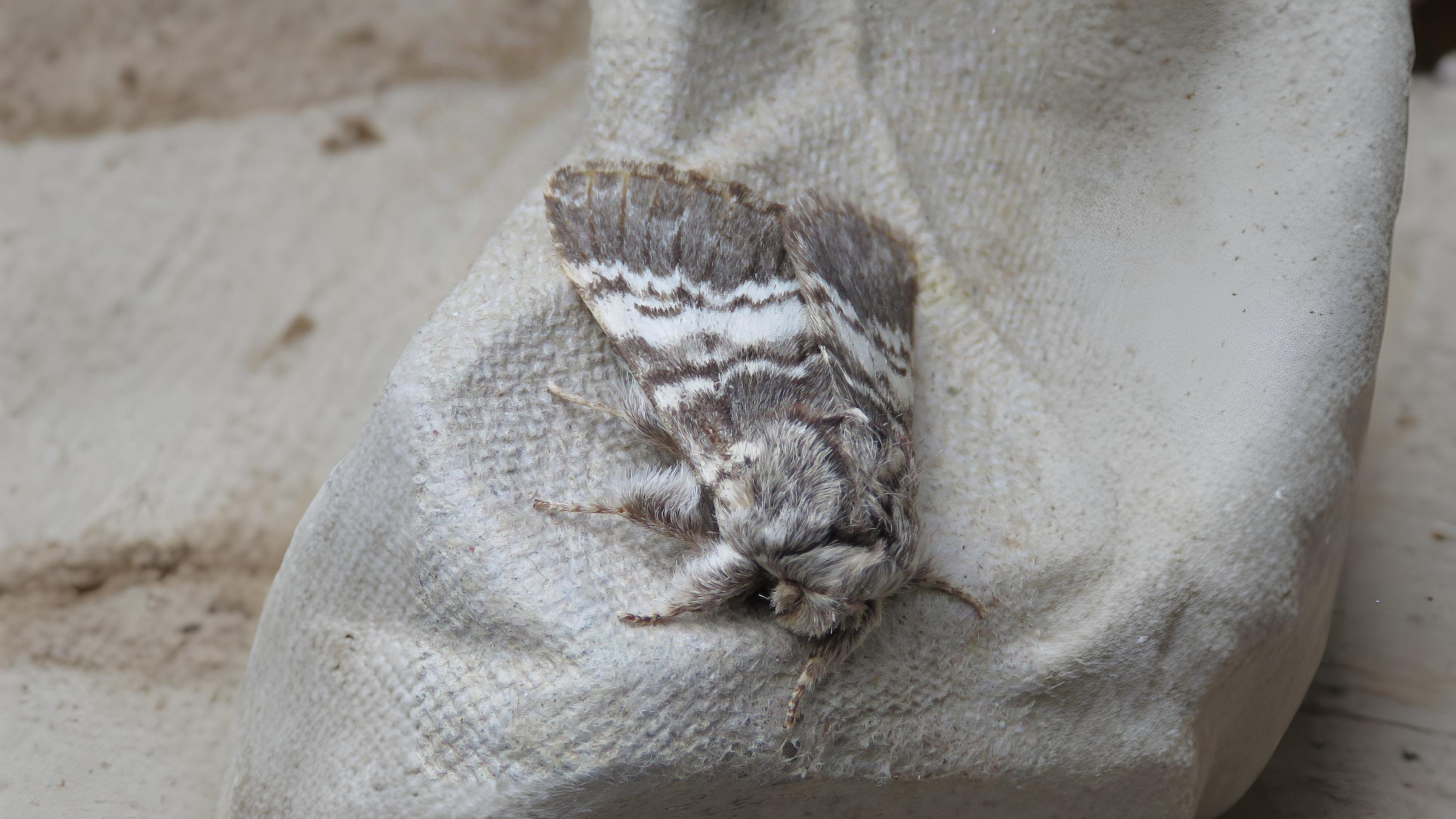 13-Apr London’s Moth Magic Section Image