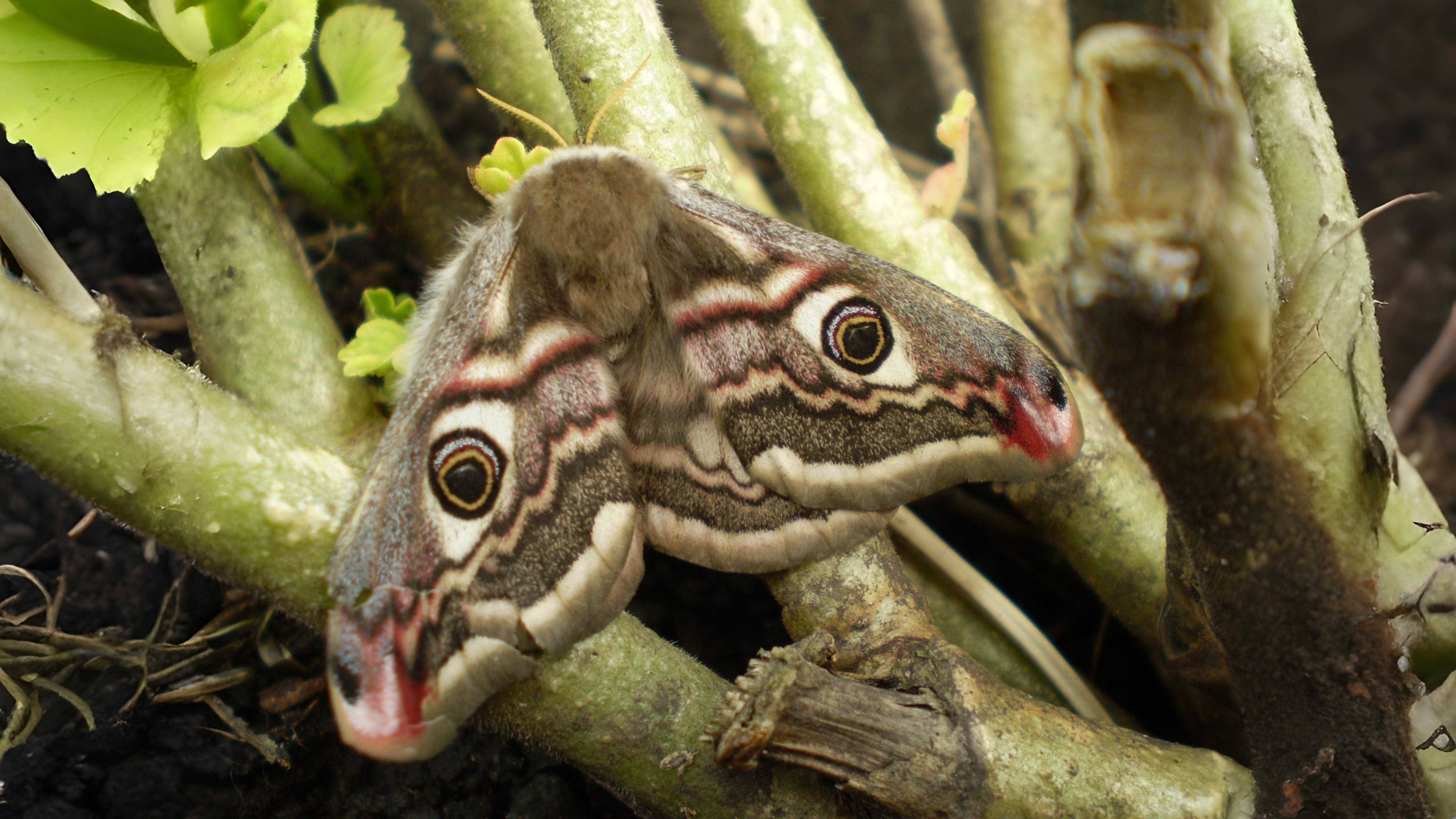 13-Apr London’s Moth Magic Section Image