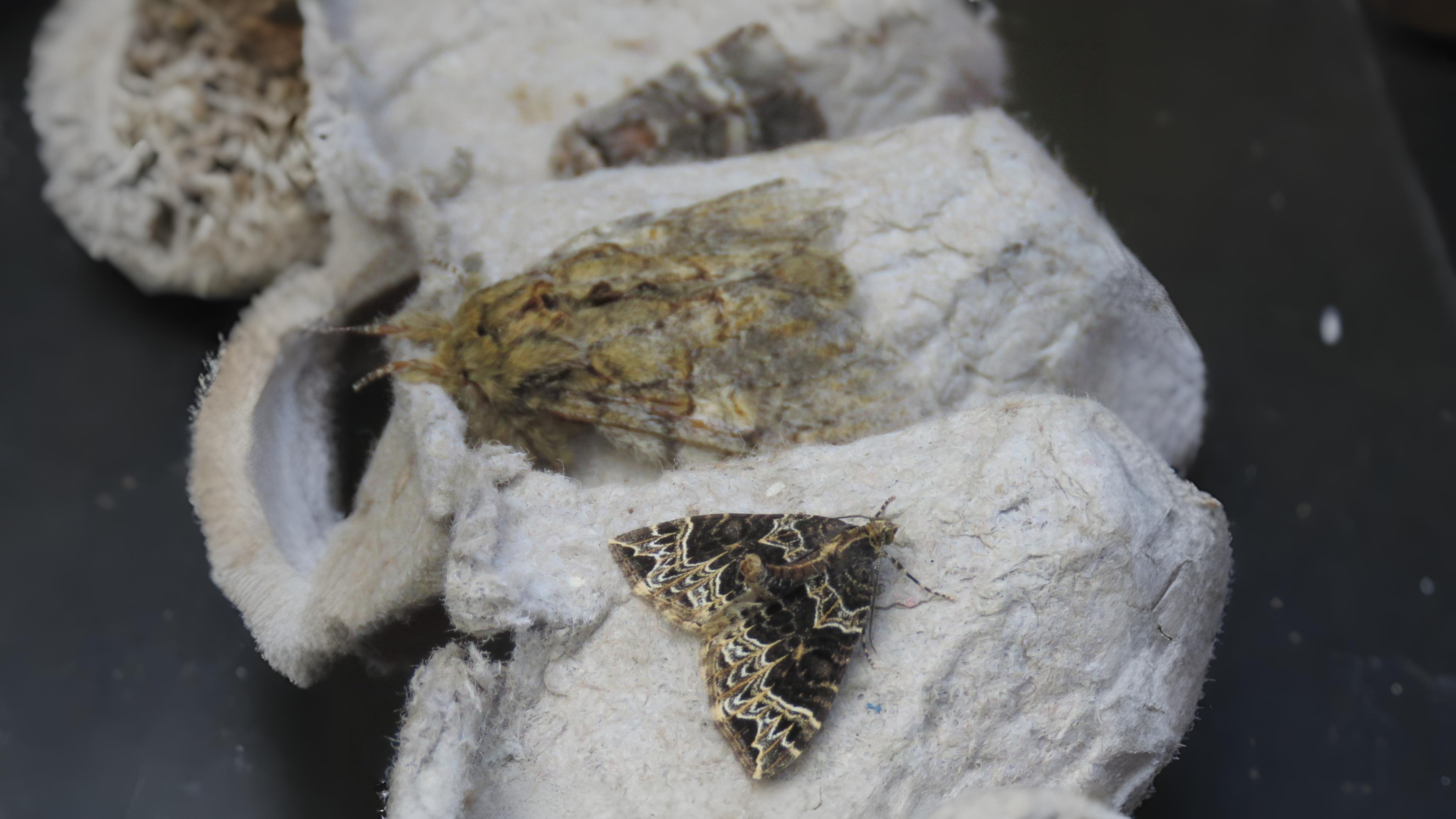 13-Apr London’s Moth Magic Section Image