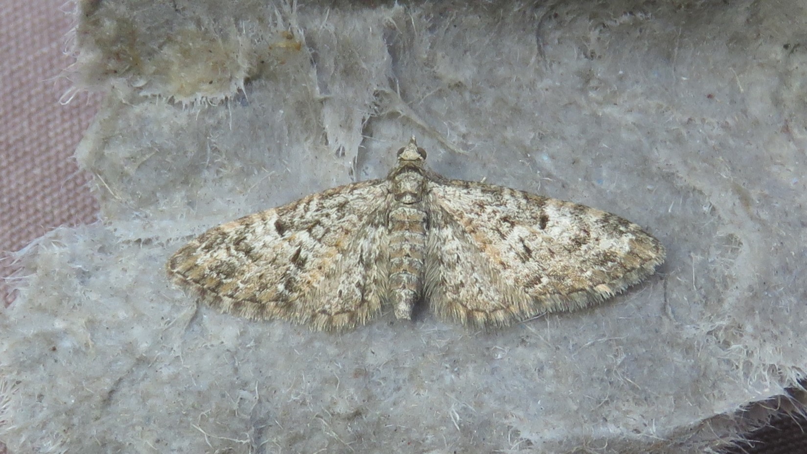13-Apr London’s Moth Magic Section Image
