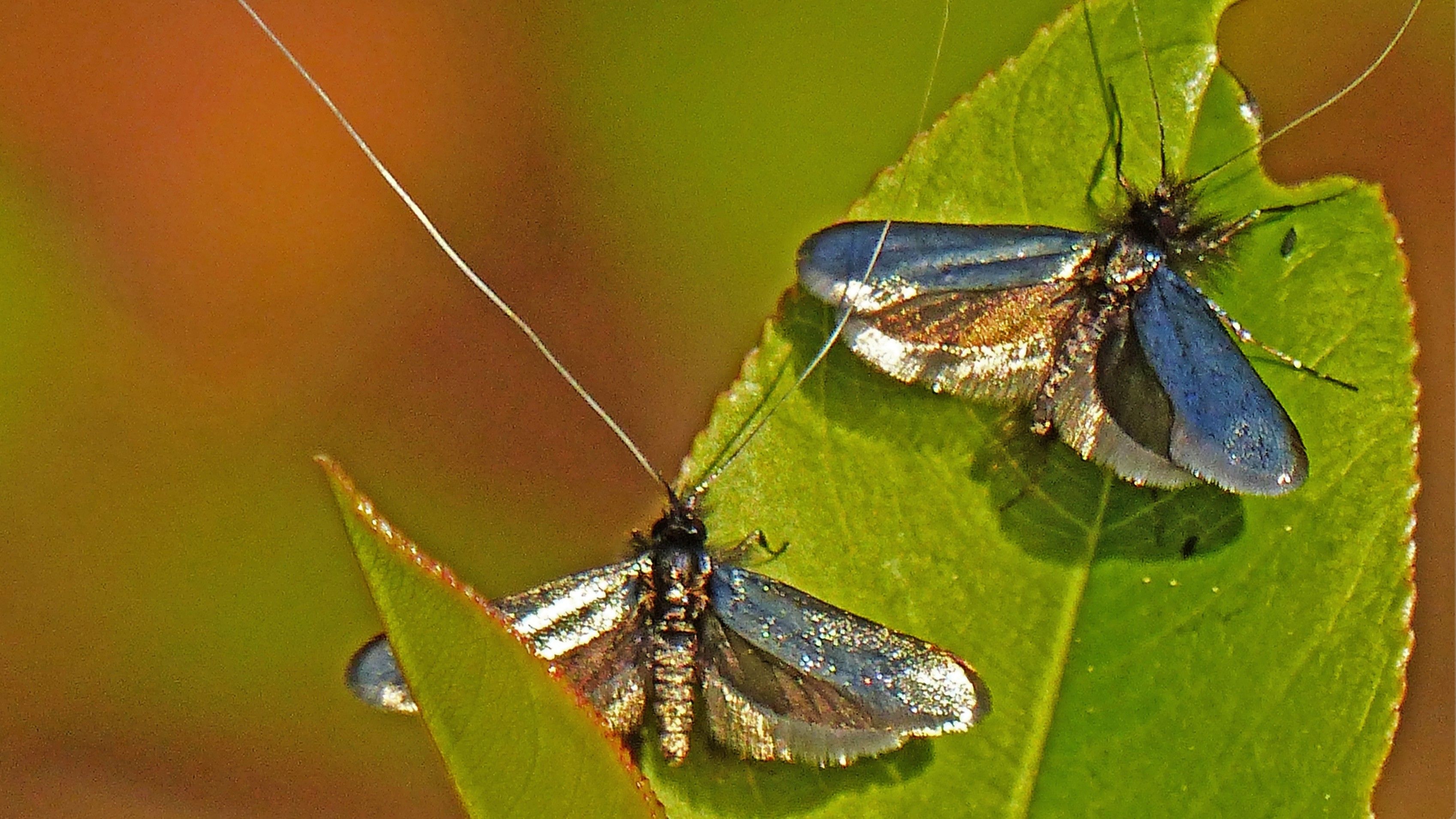 13-Apr London’s Moth Magic Section Image