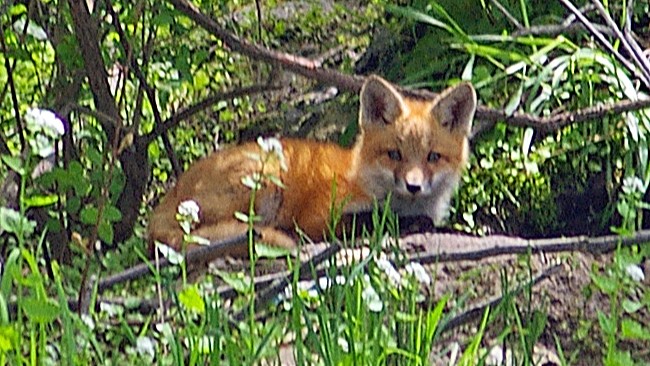 13-Mar Foxes, Badgers, and More Section Image