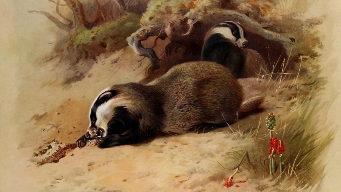 13-Mar Foxes, Badgers, and More Section Image
