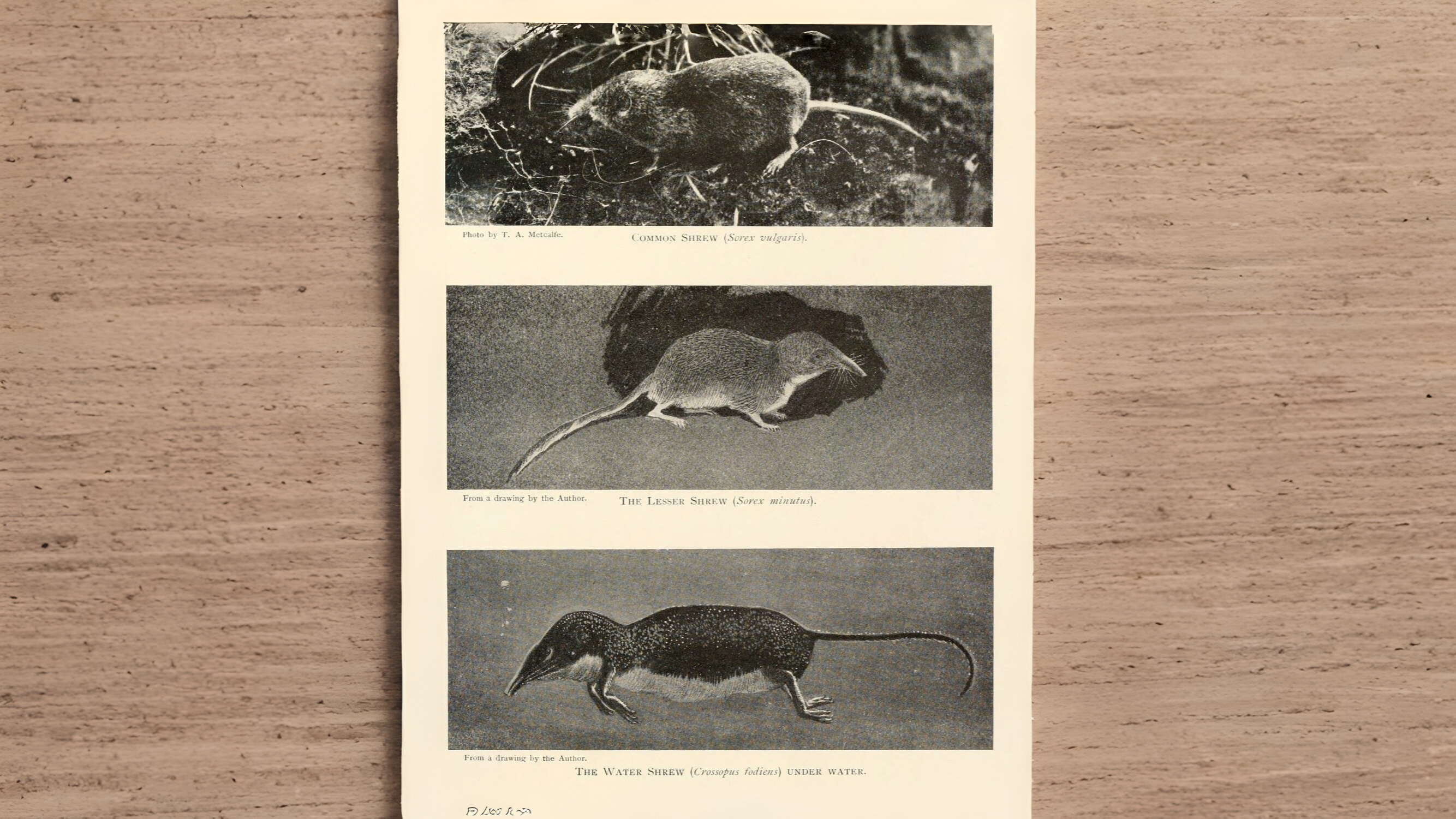 13-Mar Foxes, Badgers, and More Section Image