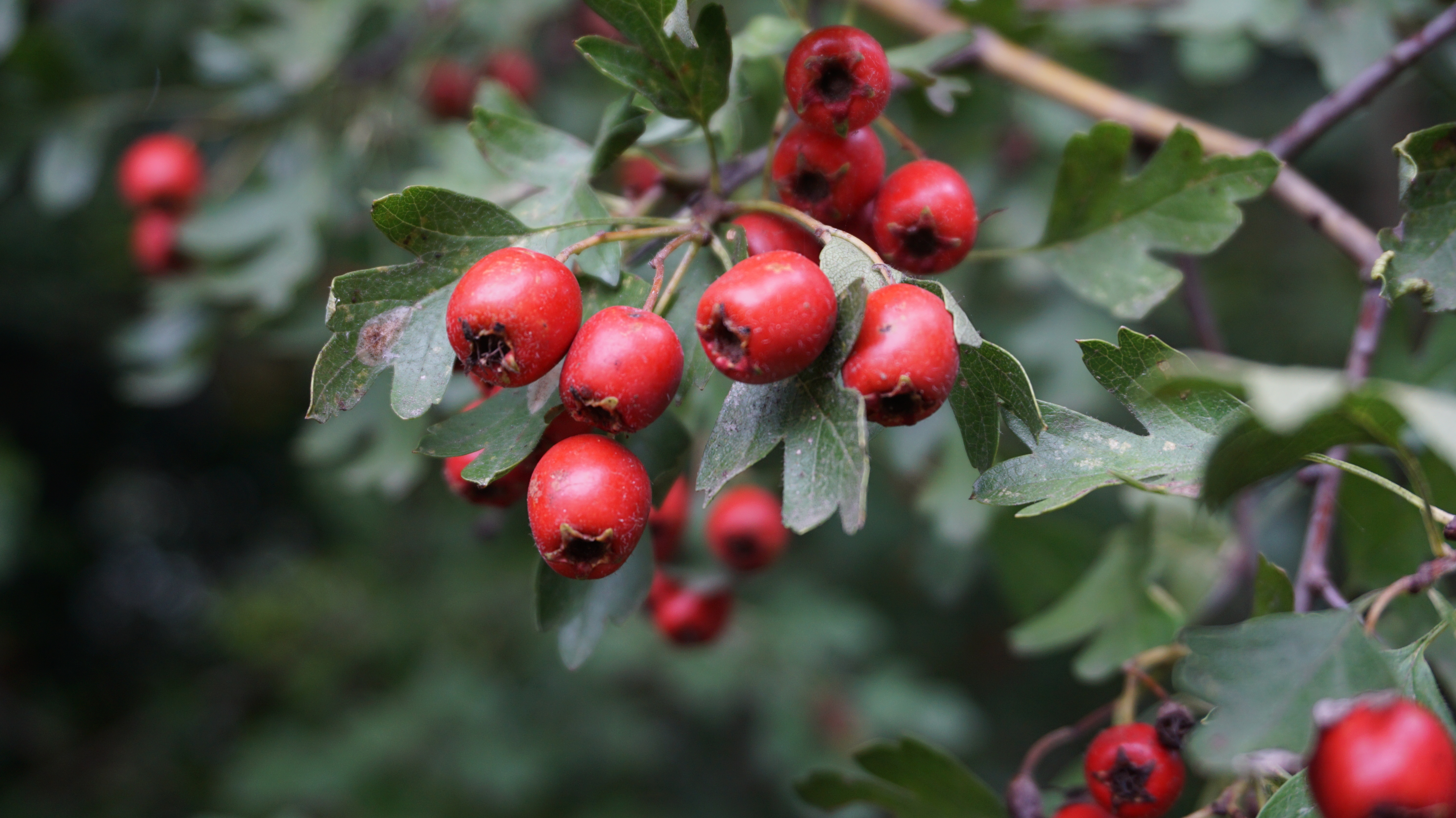 13-Feb February Berries and Fruits Section Image