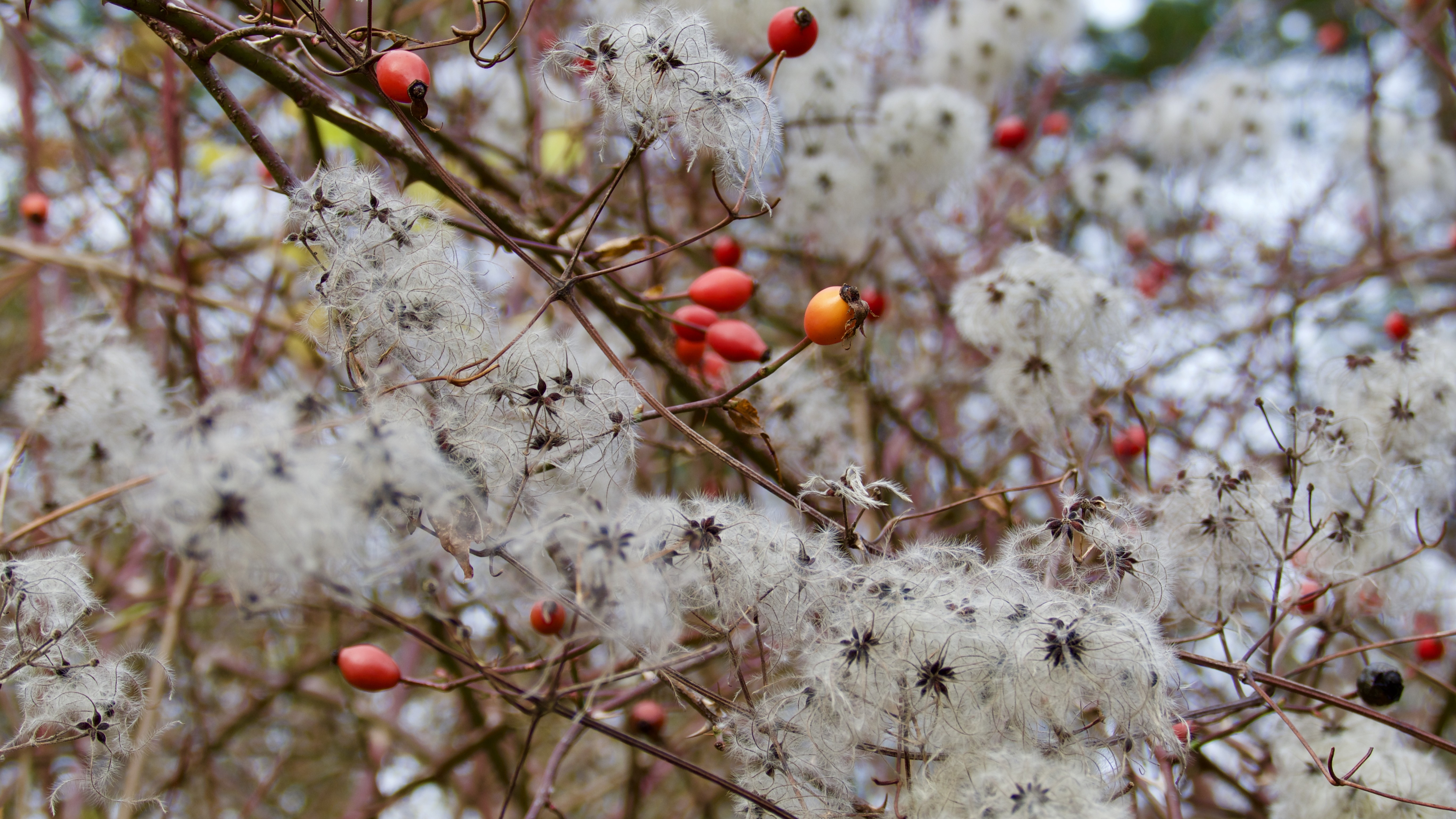 13-Feb February Berries and Fruits Section Image