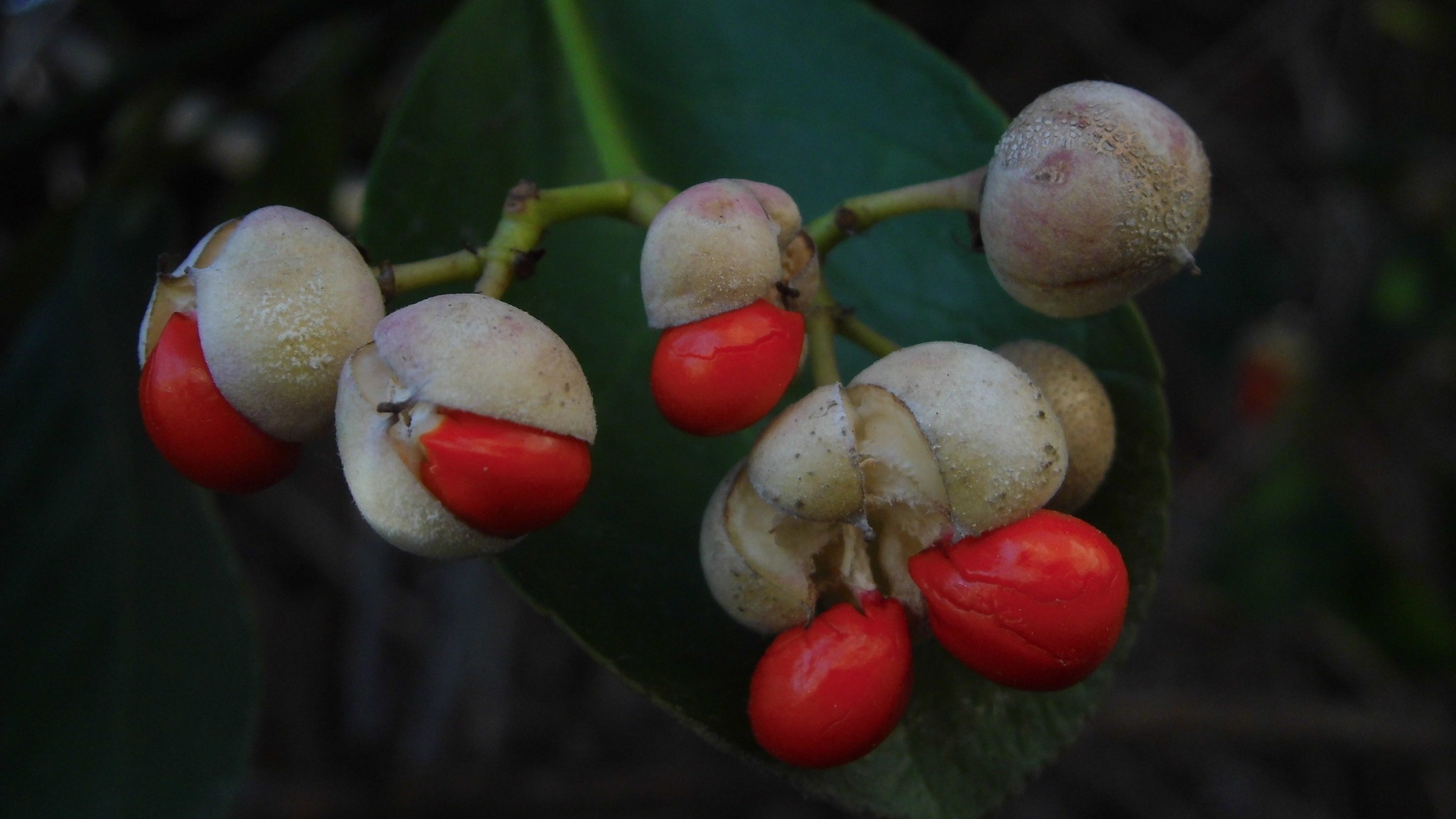 13-Feb February Berries and Fruits Section Image