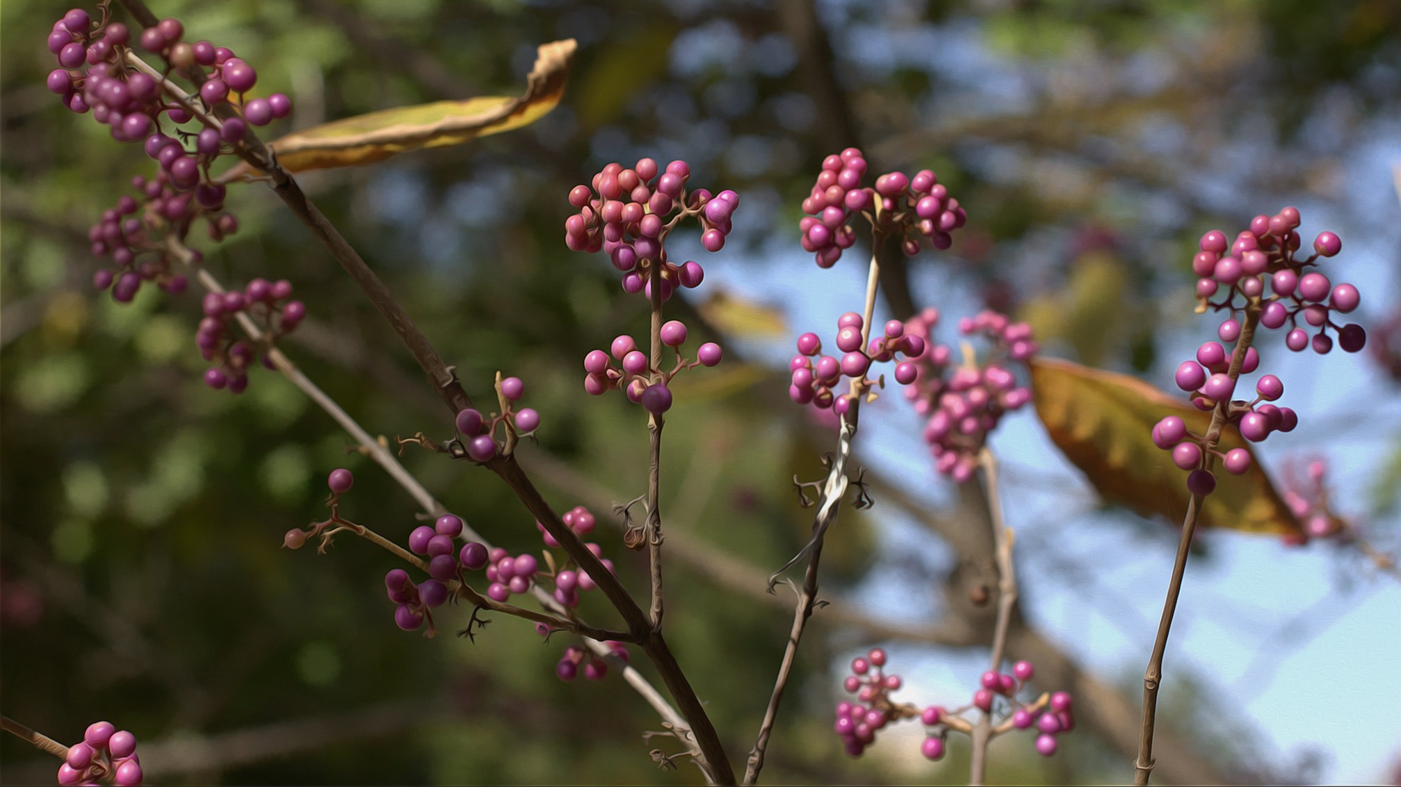 13-Feb February Berries and Fruits Section Image