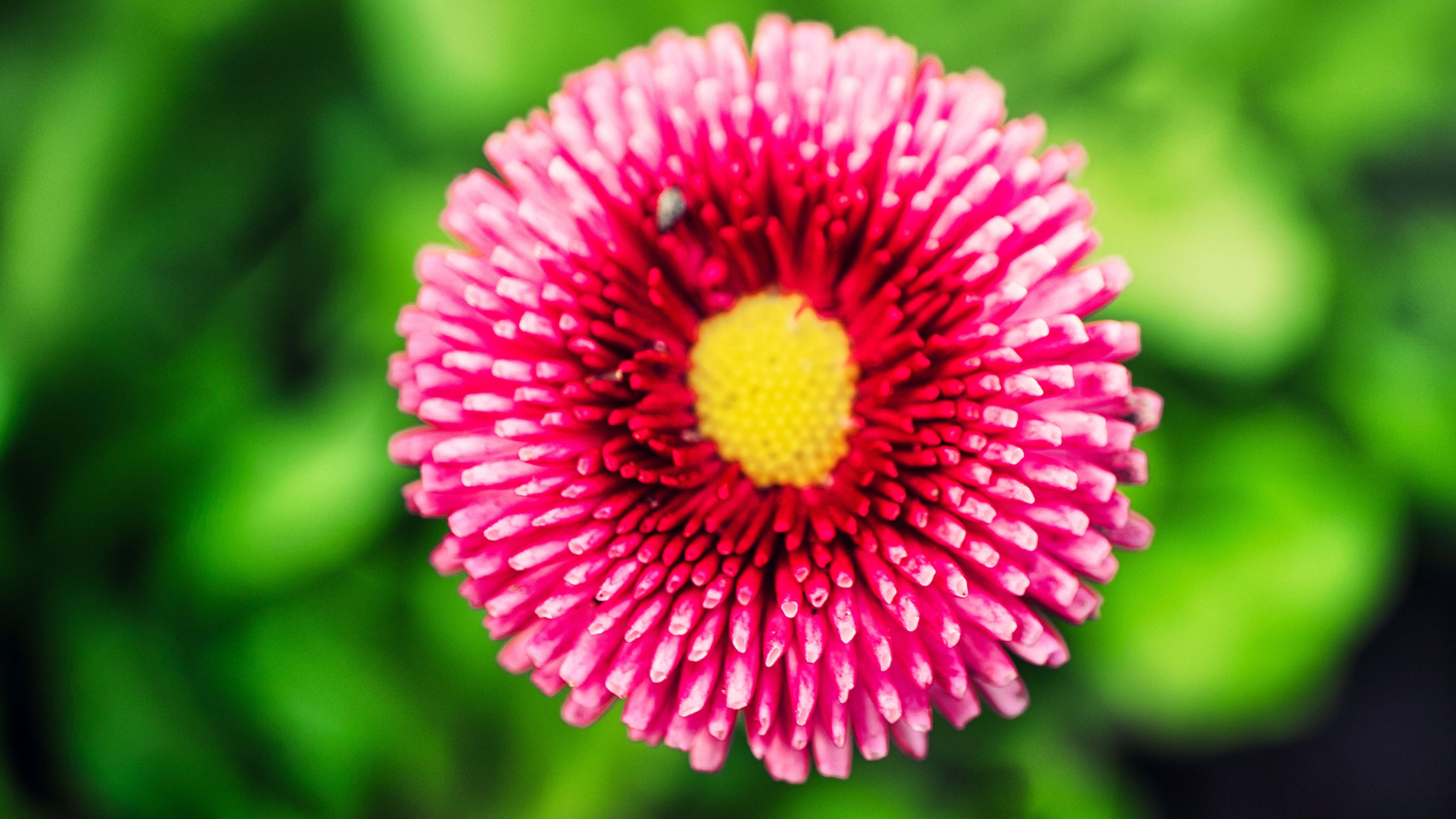 13-Jan Discover January's Blooms! Section Image