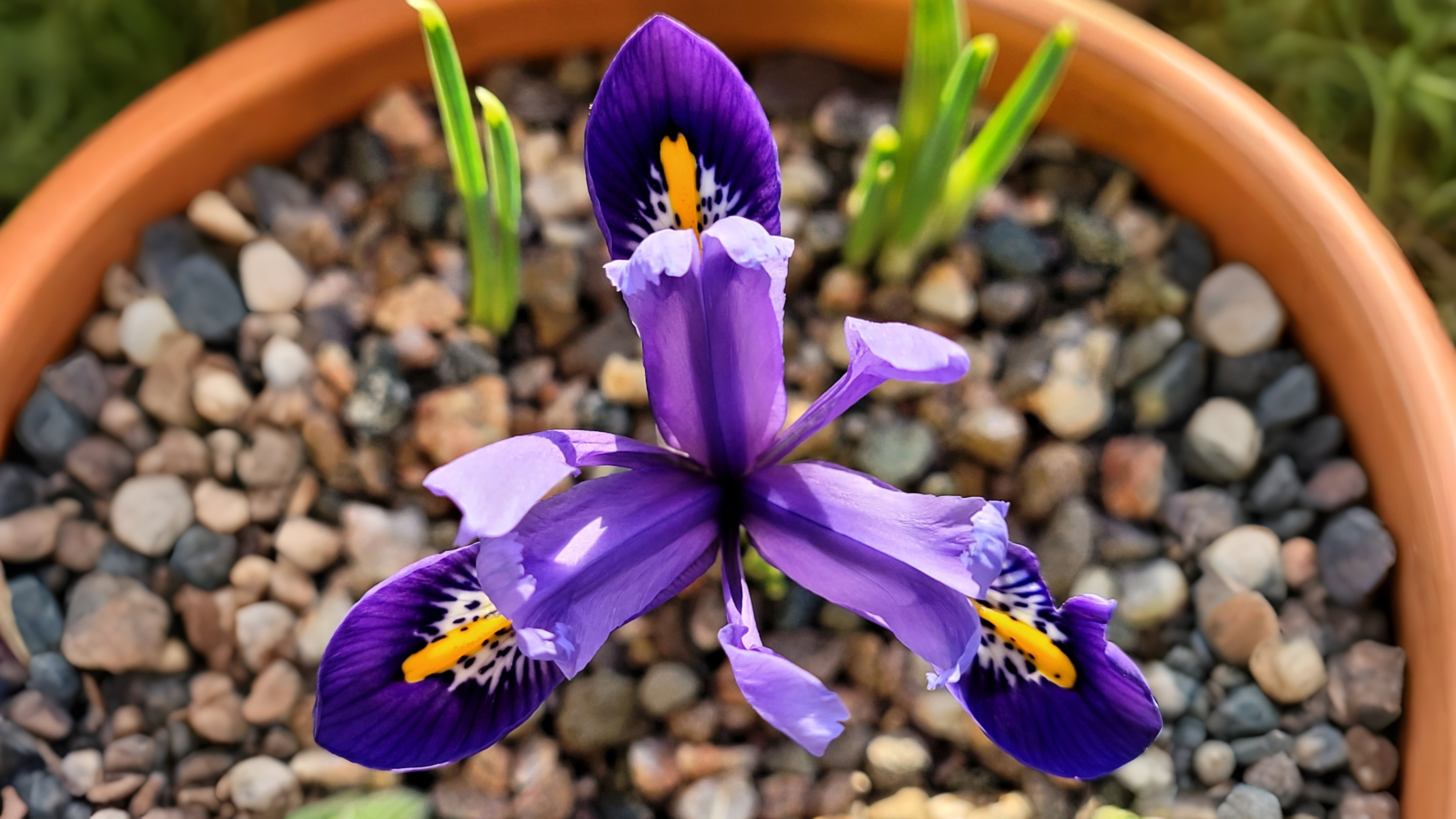 13-Jan Discover January's Blooms! Section Image
