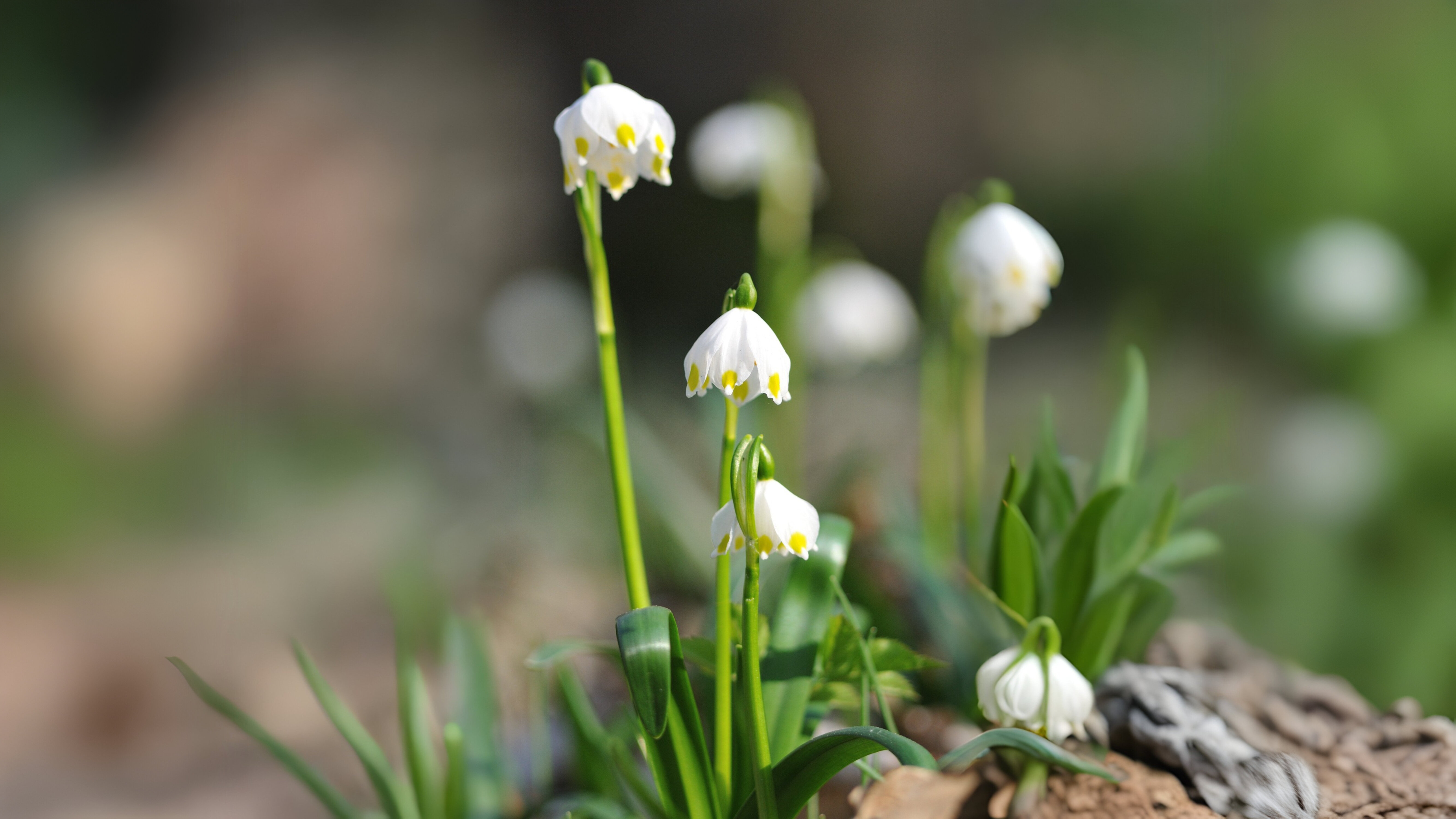 13-Jan Discover January's Blooms! Section Image