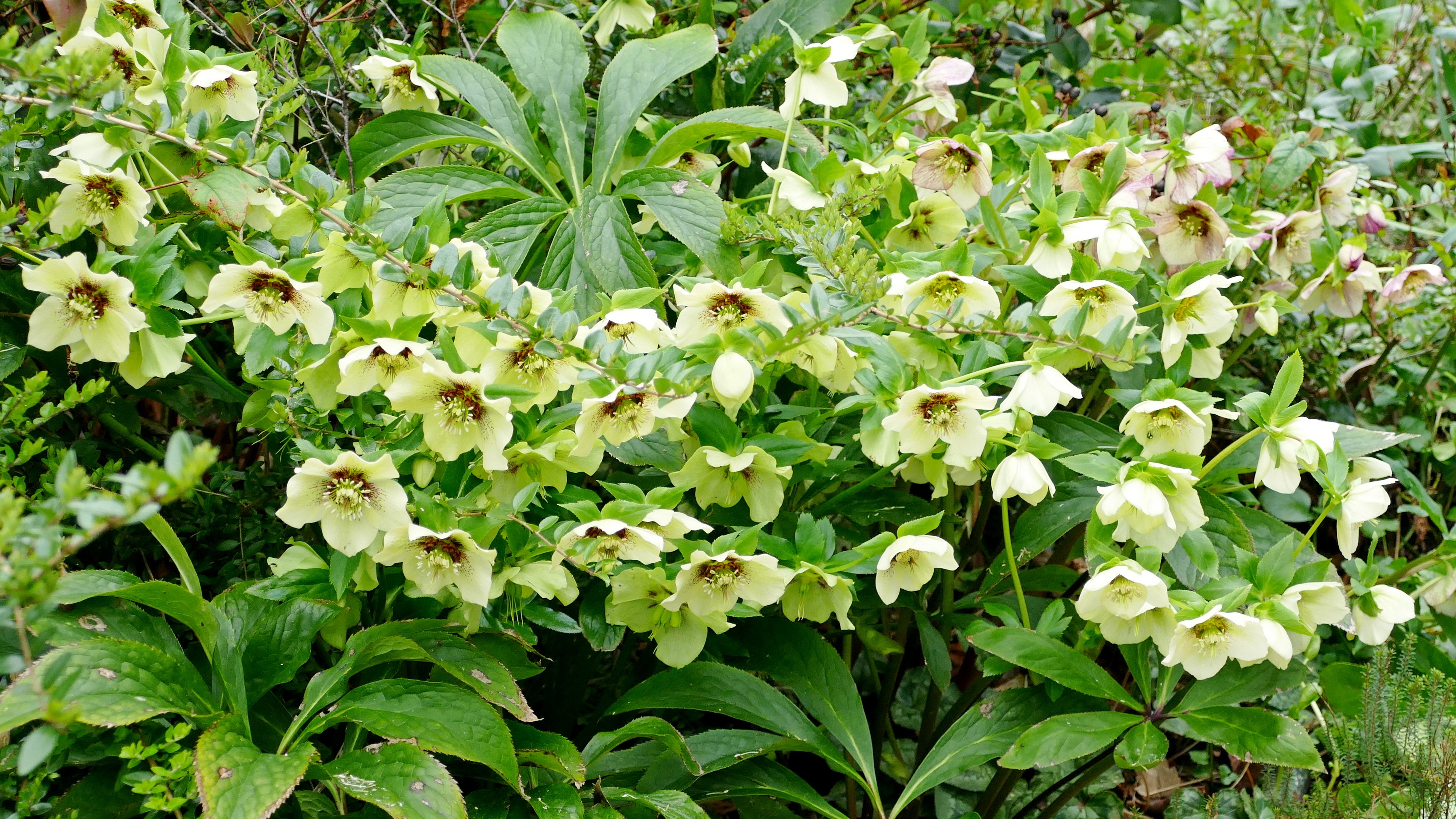 13-Jan Discover January's Blooms! Section Image