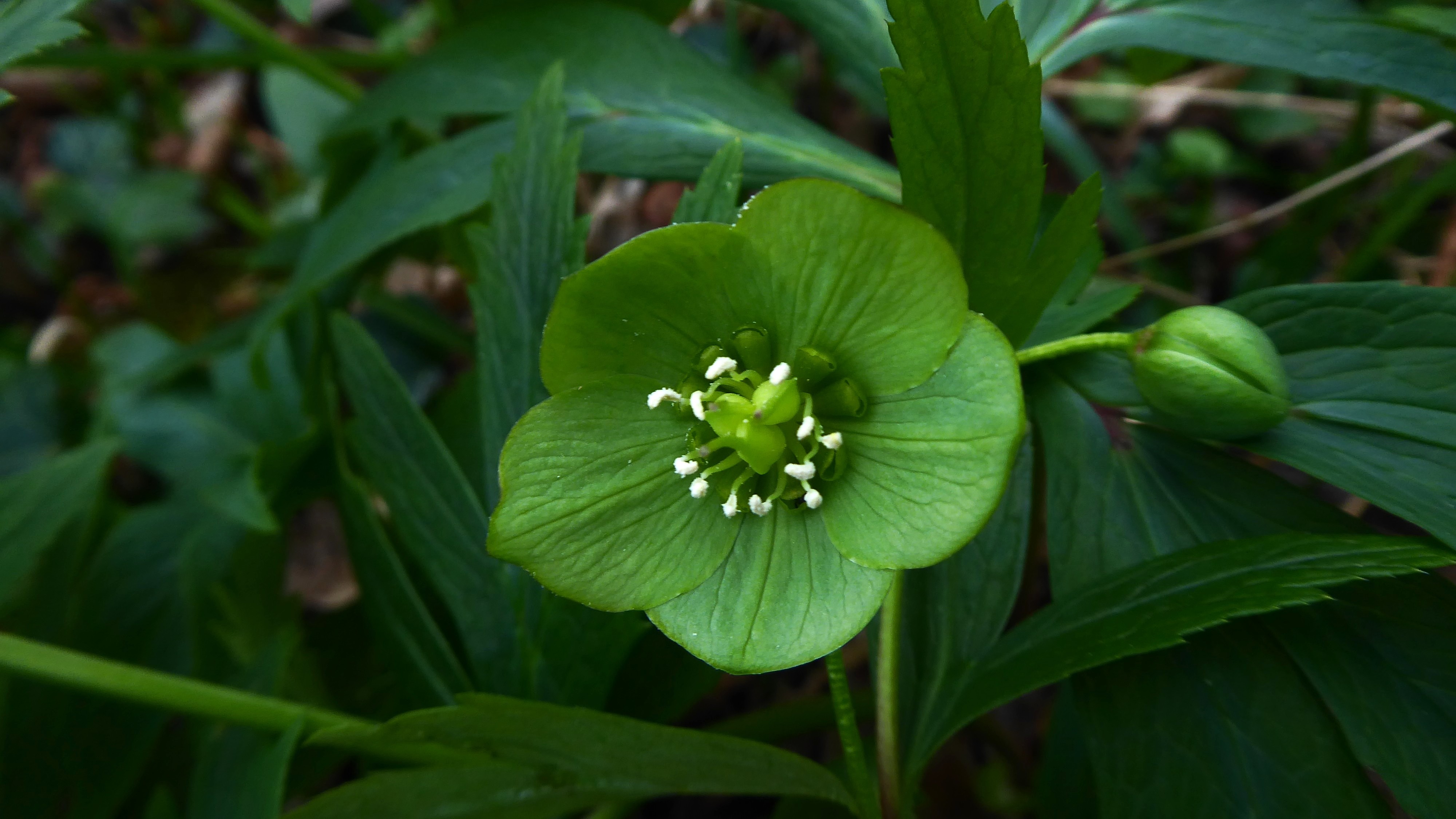 13-Jan Discover January's Blooms! Section Image