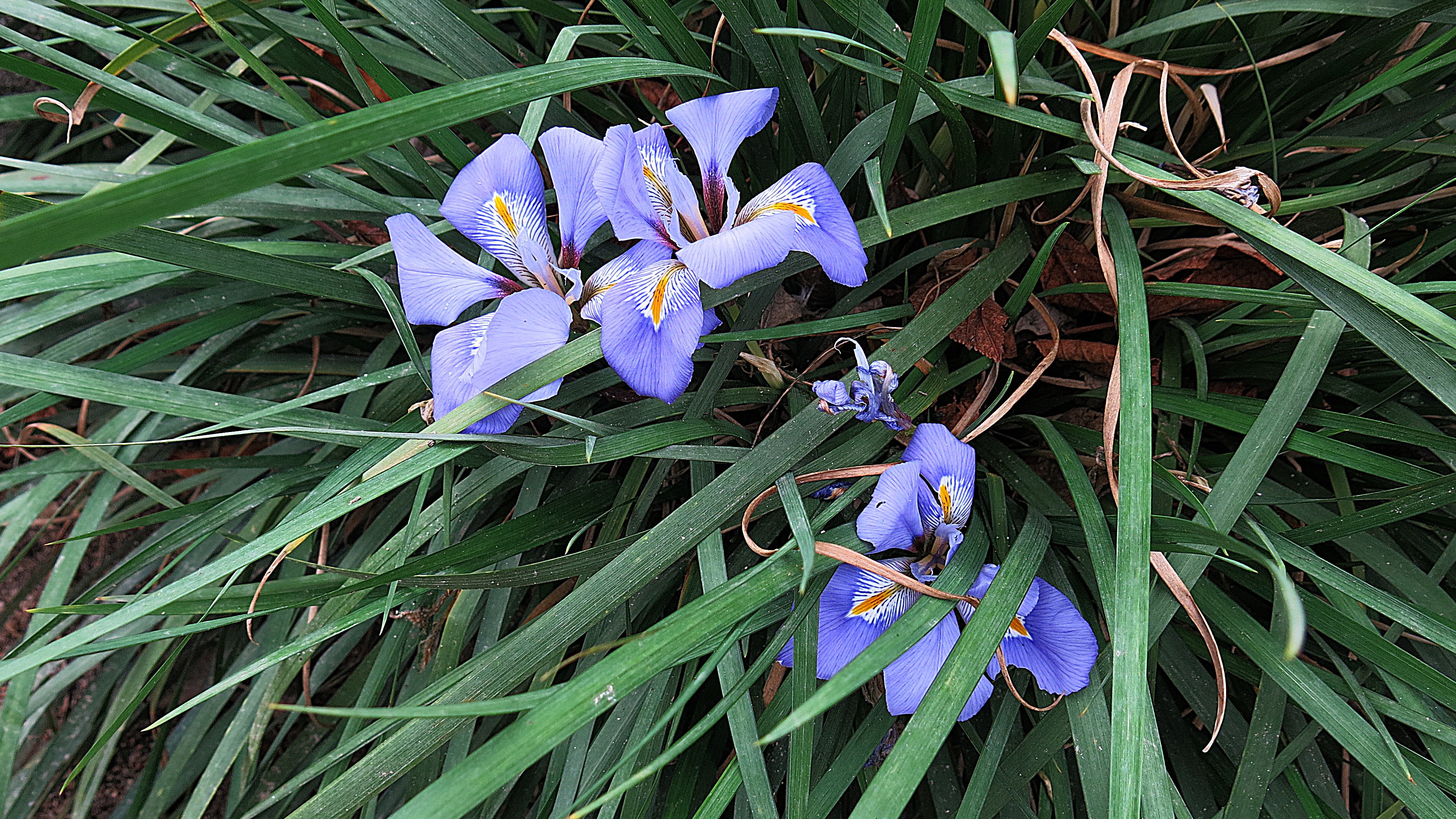 13-Jan Discover January's Blooms! Section Image