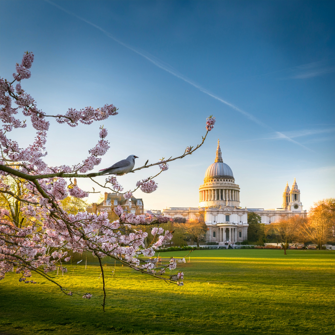 14-Apr London’s Cuckoo Chronicles