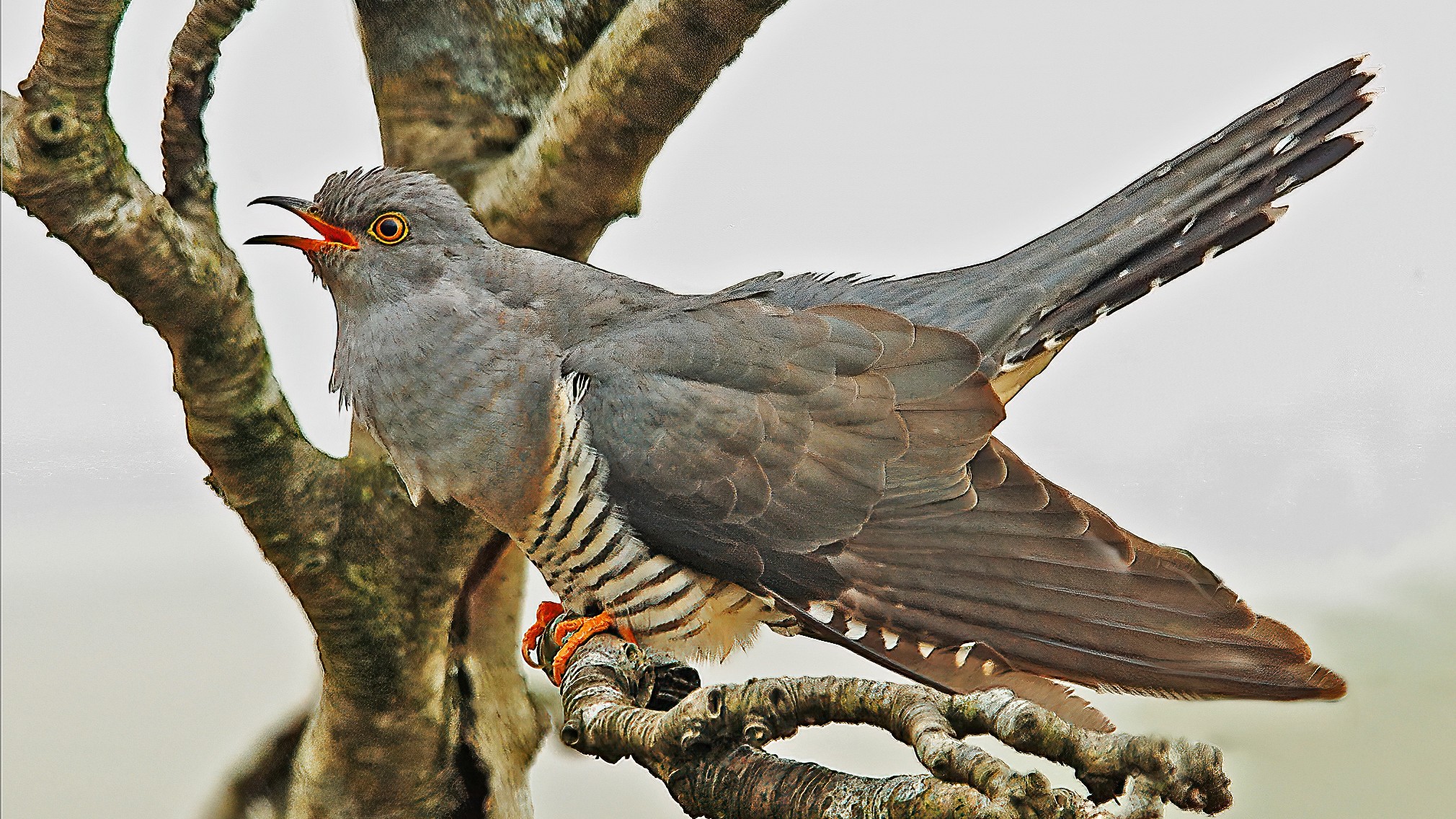 14-Apr London’s Cuckoo Chronicles Section Image