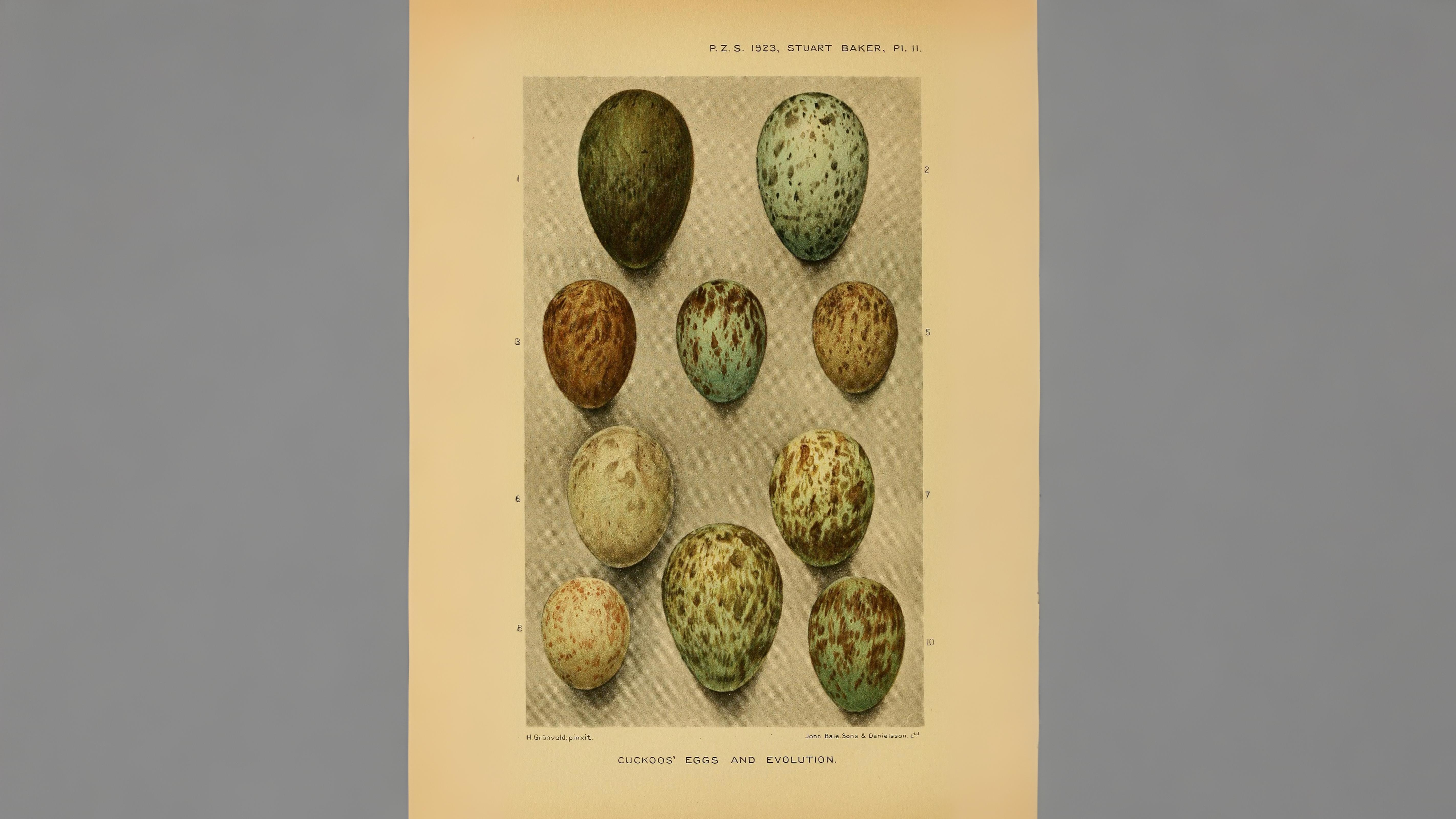 14-Apr London’s Cuckoo Chronicles Section Image