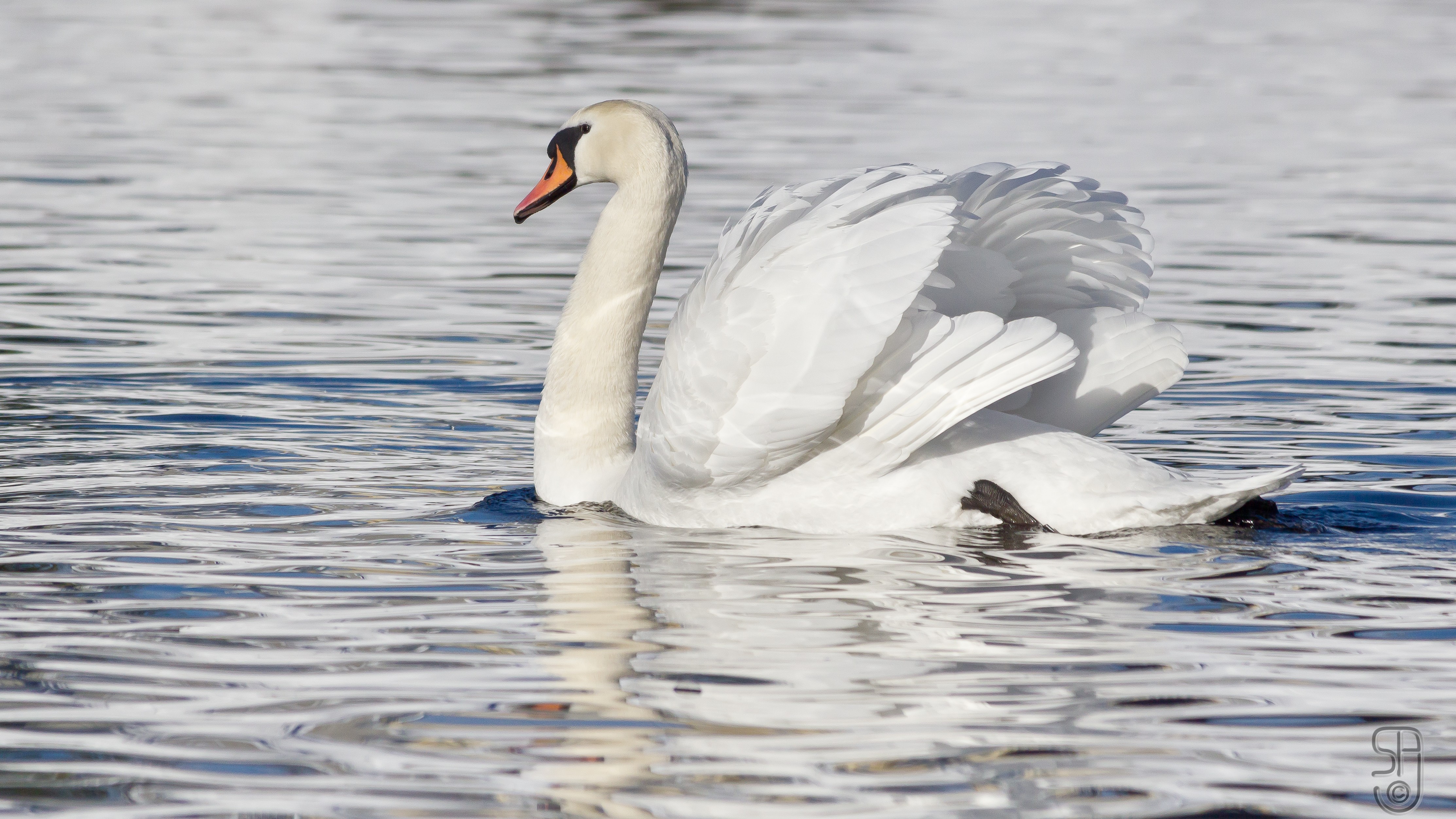 14-Feb Romantic World of Bird Courting Section Image