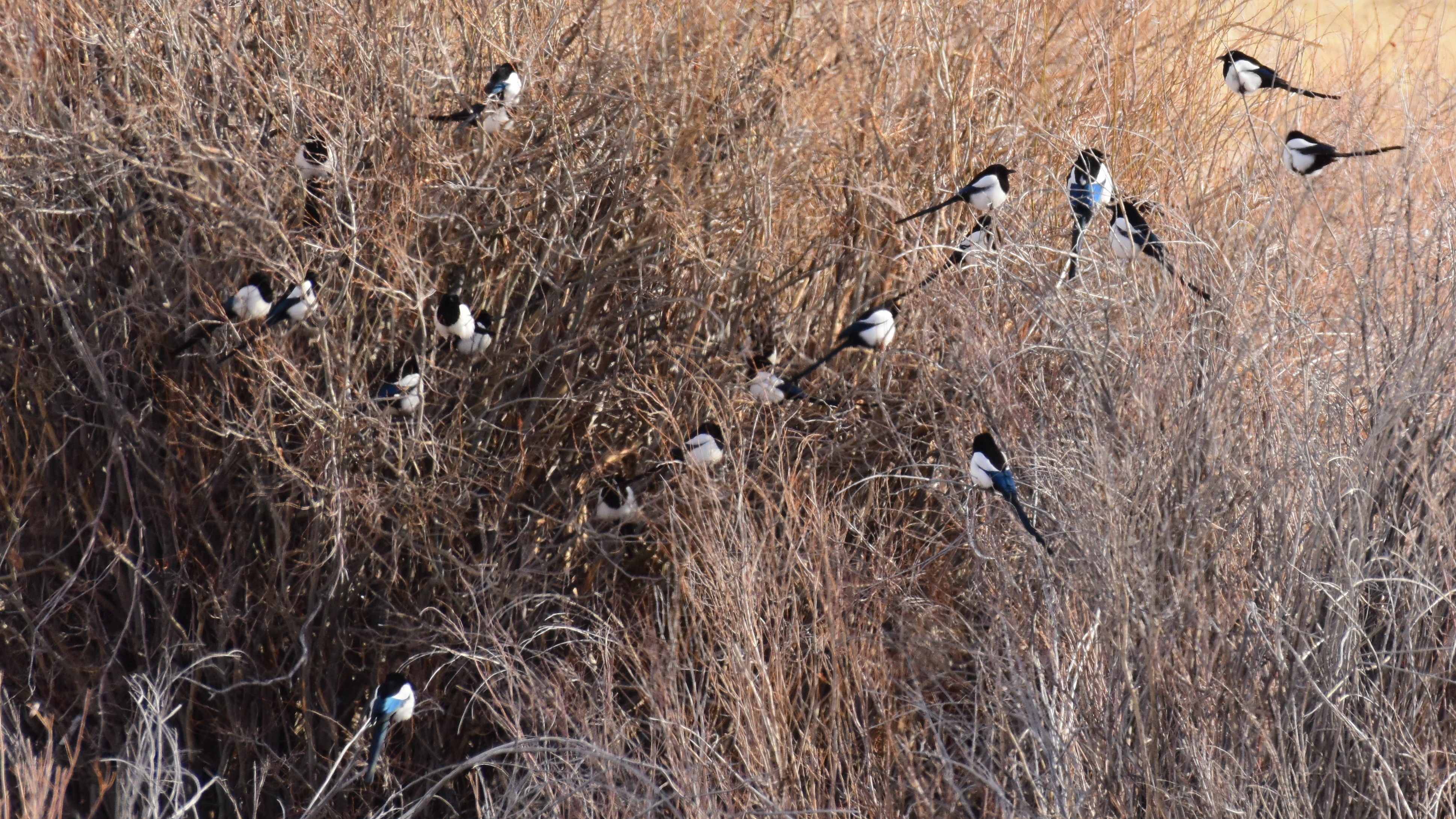 14-Feb Romantic World of Bird Courting Section Image