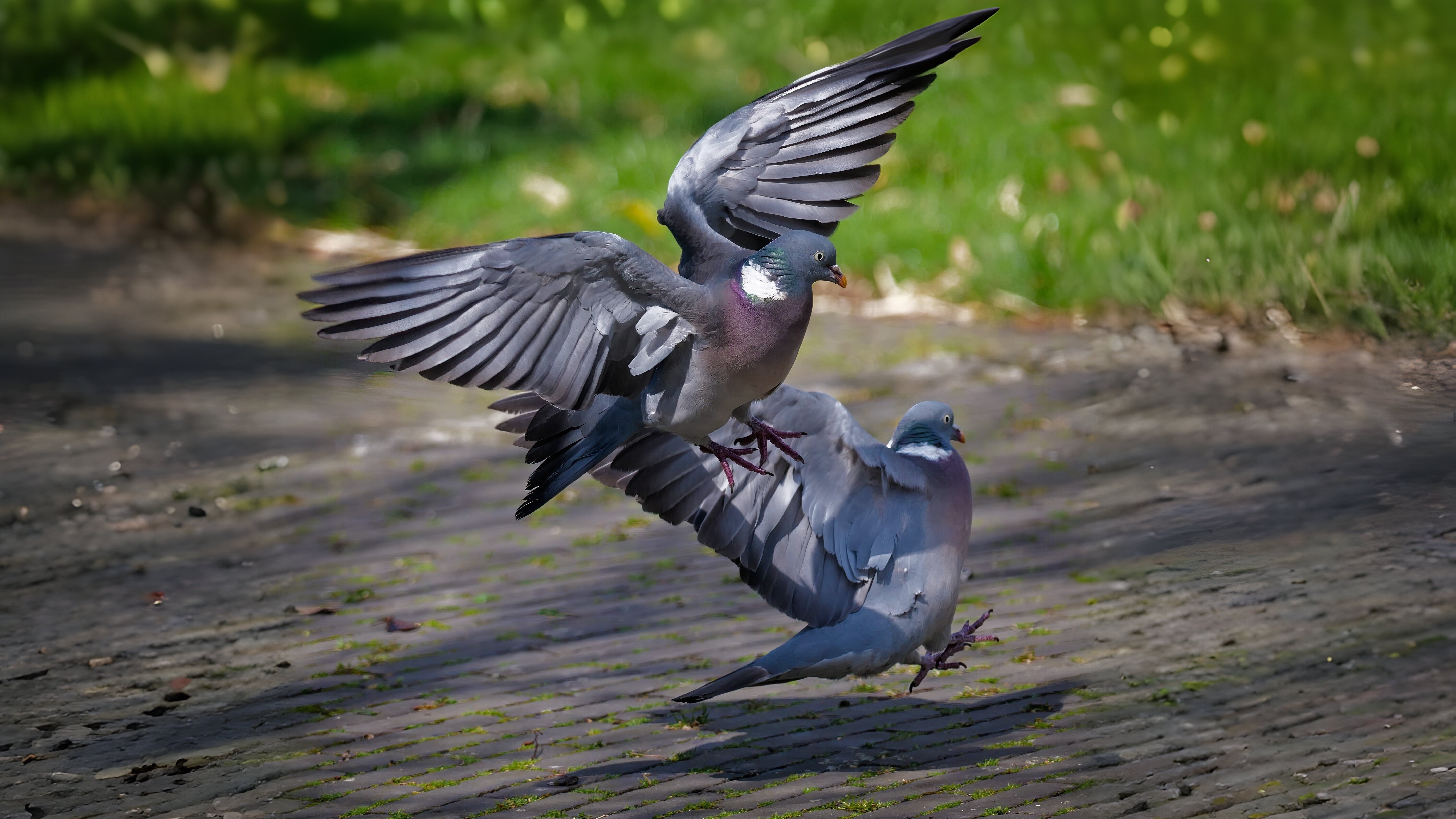14-Feb Romantic World of Bird Courting Section Image