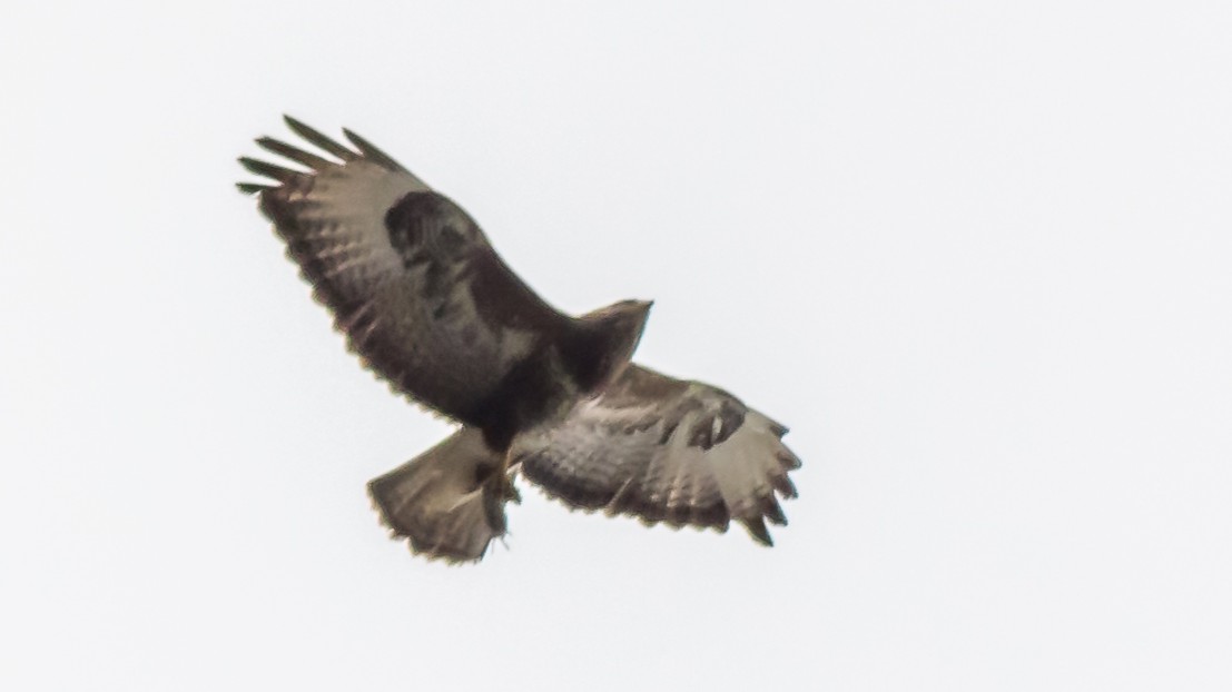 14-Feb Romantic World of Bird Courting Section Image