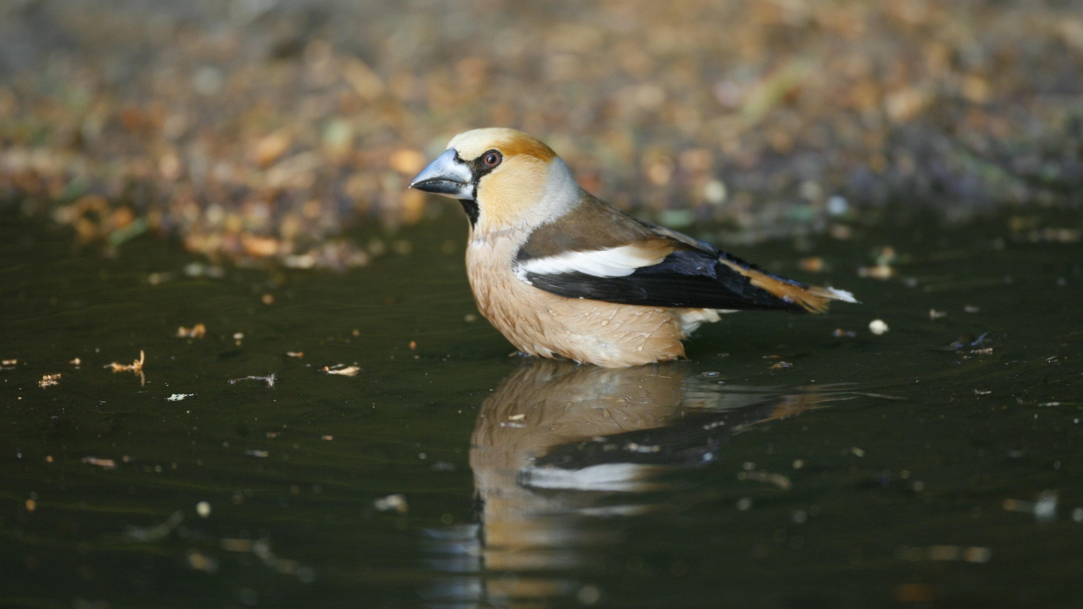 14-Jan Nature's Resilience Section Image