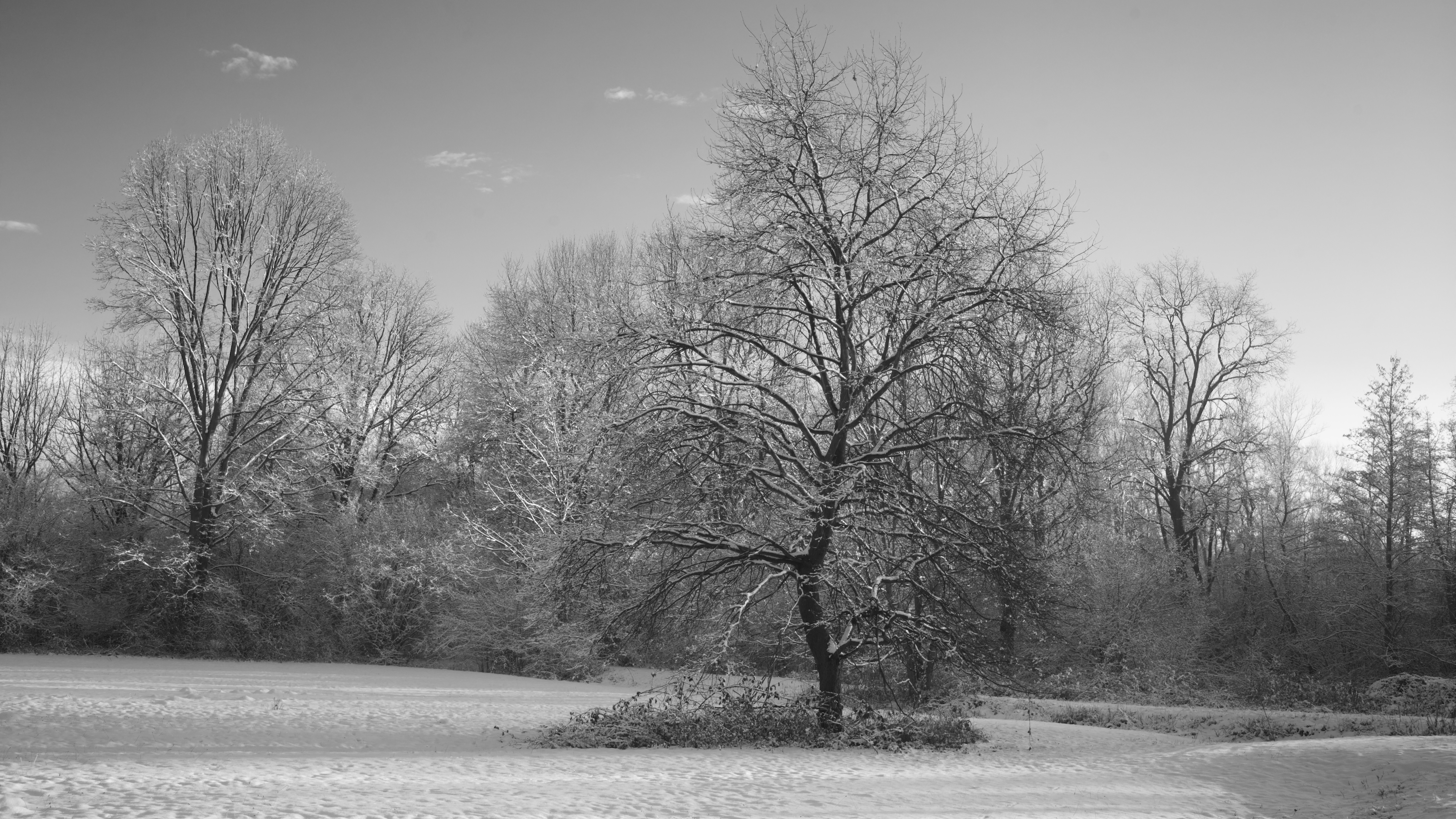 14-Jan Nature's Resilience Section Image