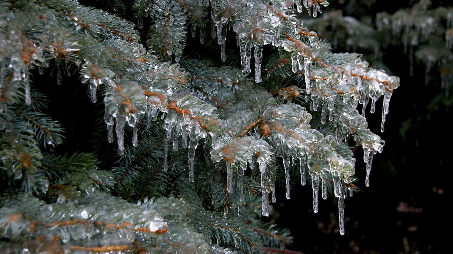 14-Jan Nature's Resilience Section Image