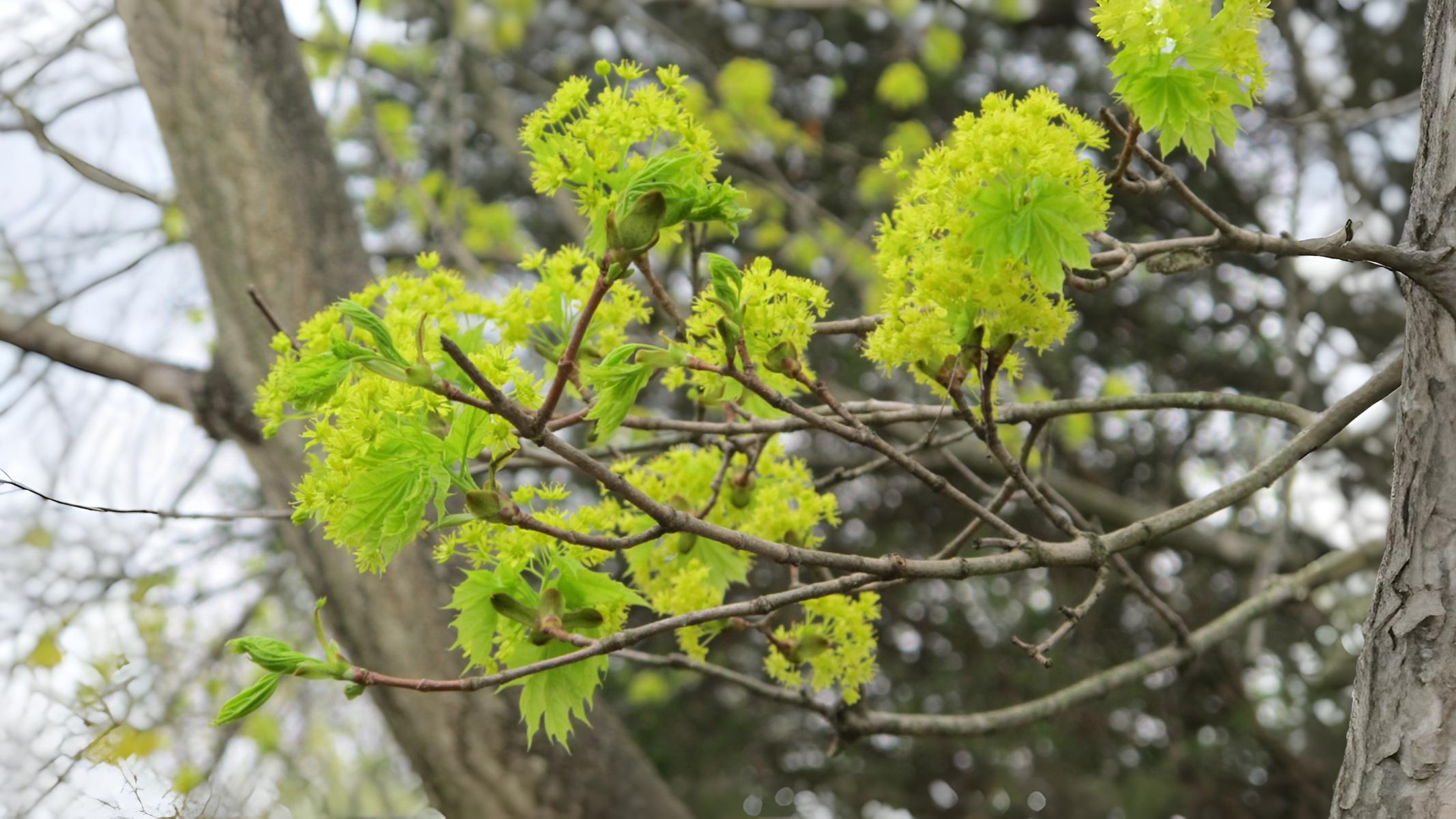 15-Apr London’s Arboreal Awakening Section Image