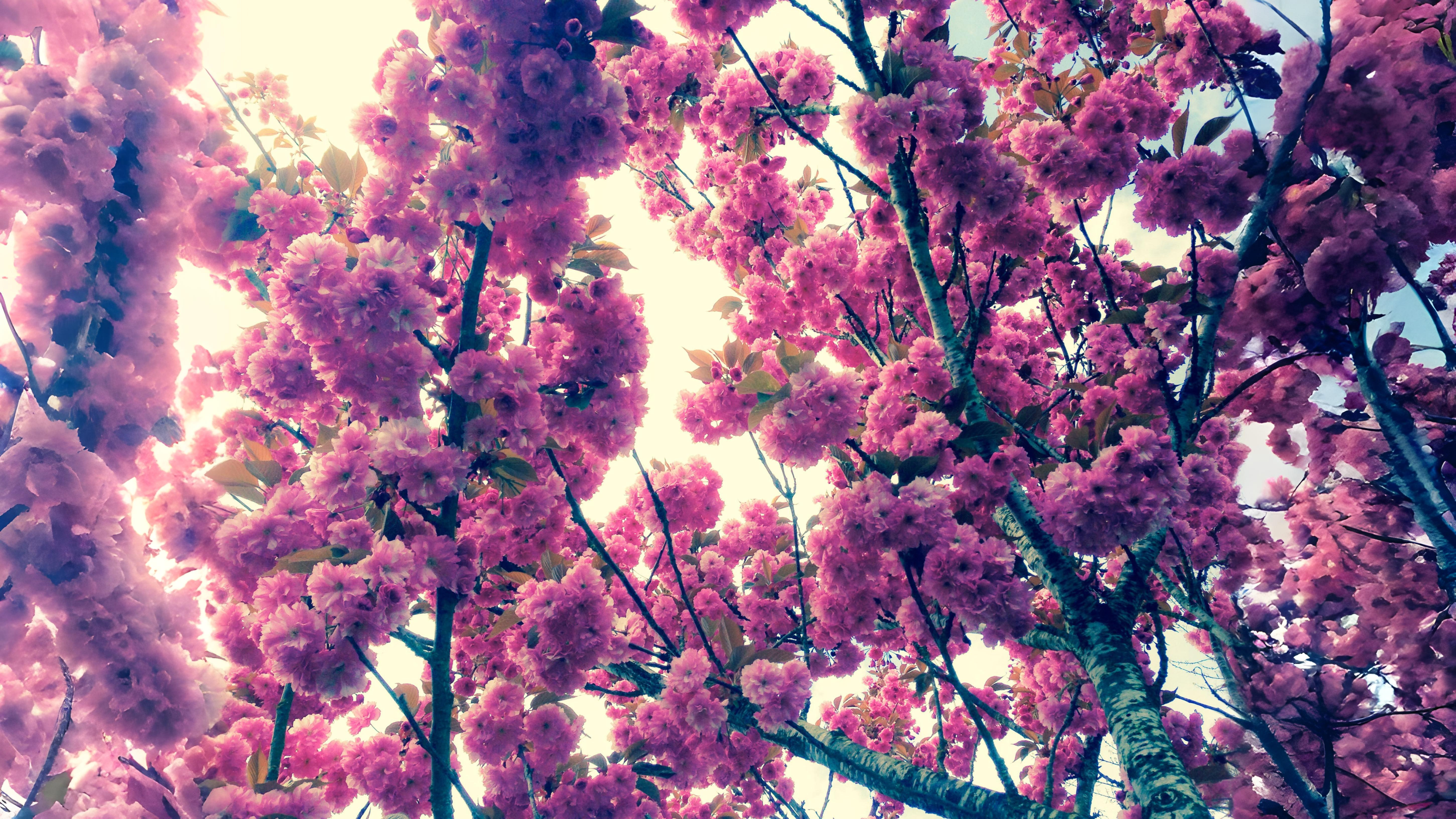 15-Apr London’s Arboreal Awakening Section Image