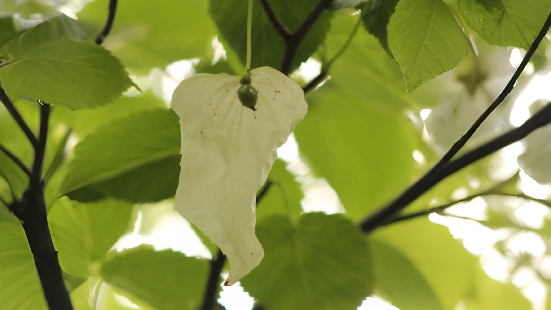 15-Apr London’s Arboreal Awakening Section Image