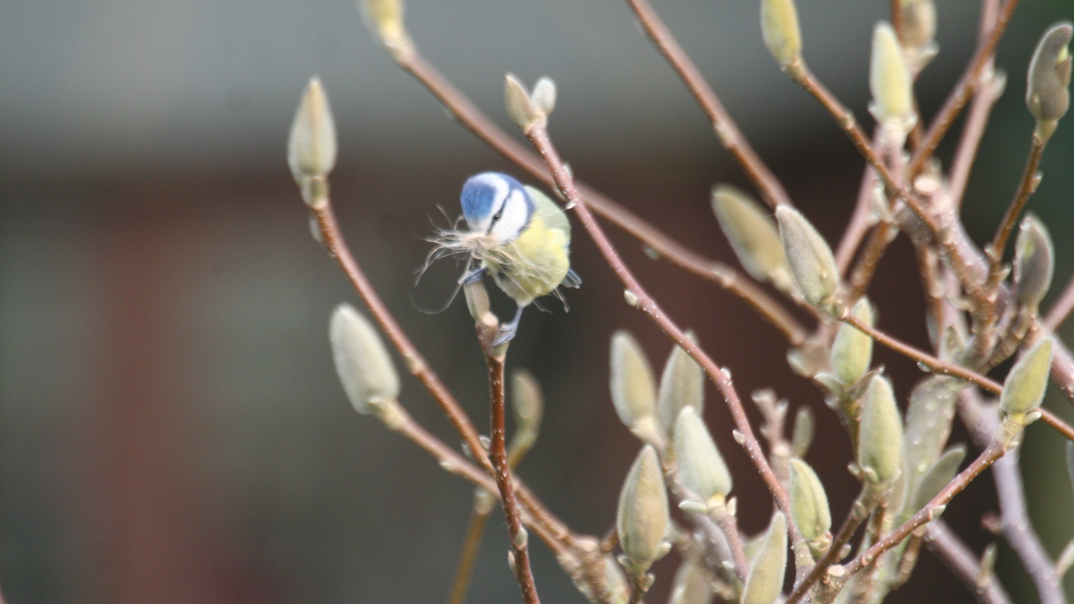 15-Feb Mysteries of Early Nesting Birds! Section Image