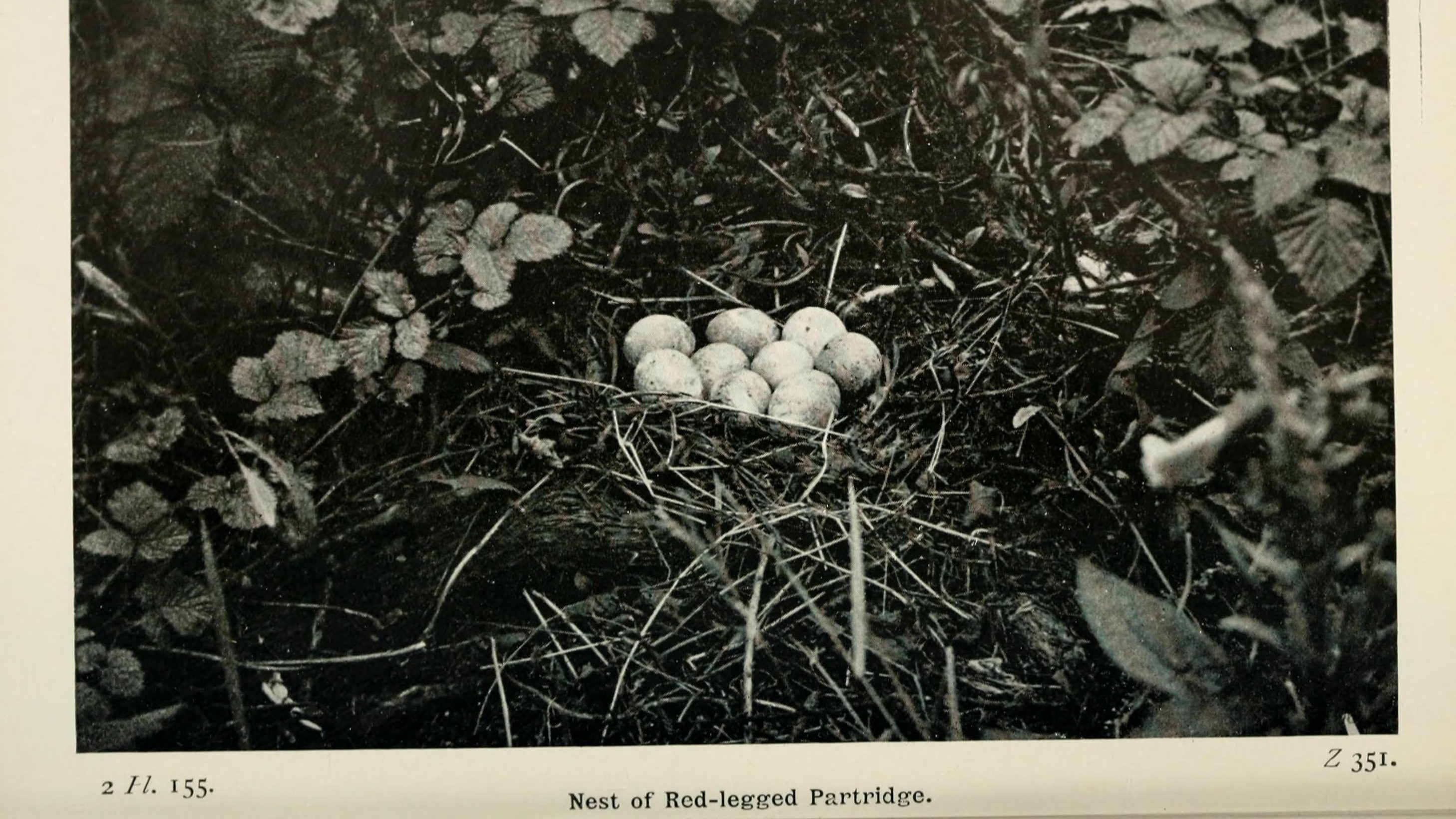 15-Feb Mysteries of Early Nesting Birds! Section Image
