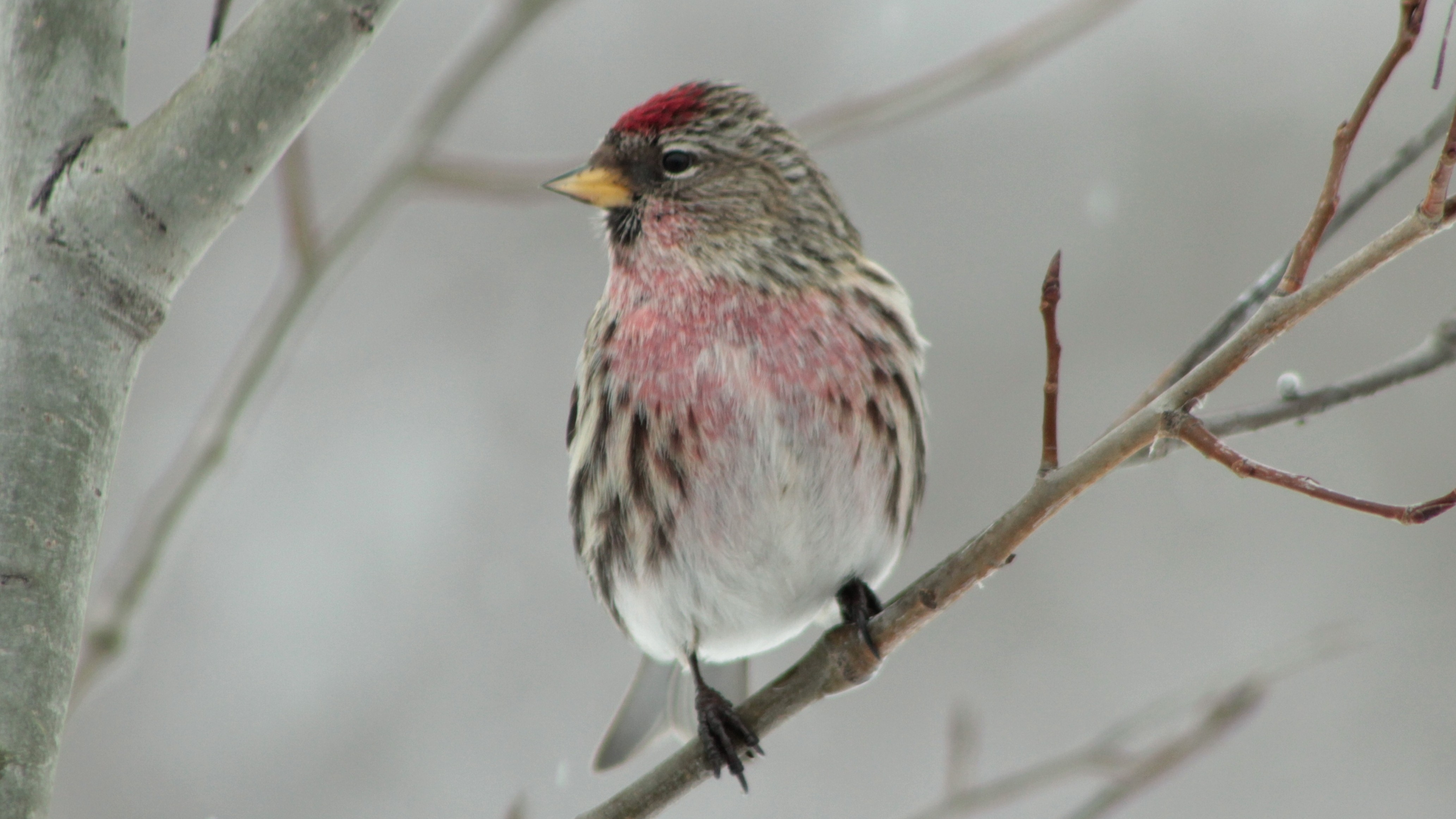 15-Feb Mysteries of Early Nesting Birds! Section Image