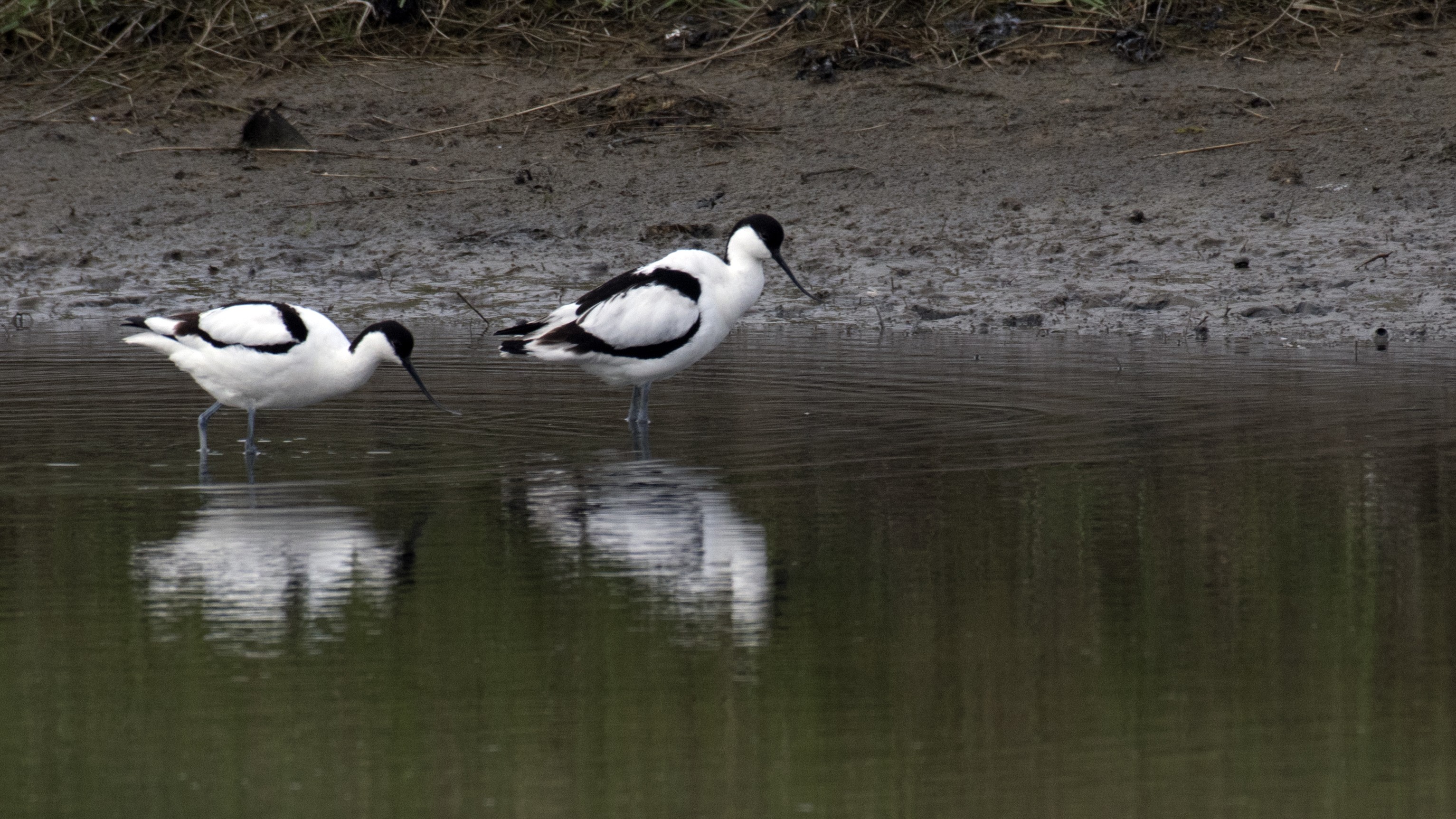 15-Feb Mysteries of Early Nesting Birds! Section Image
