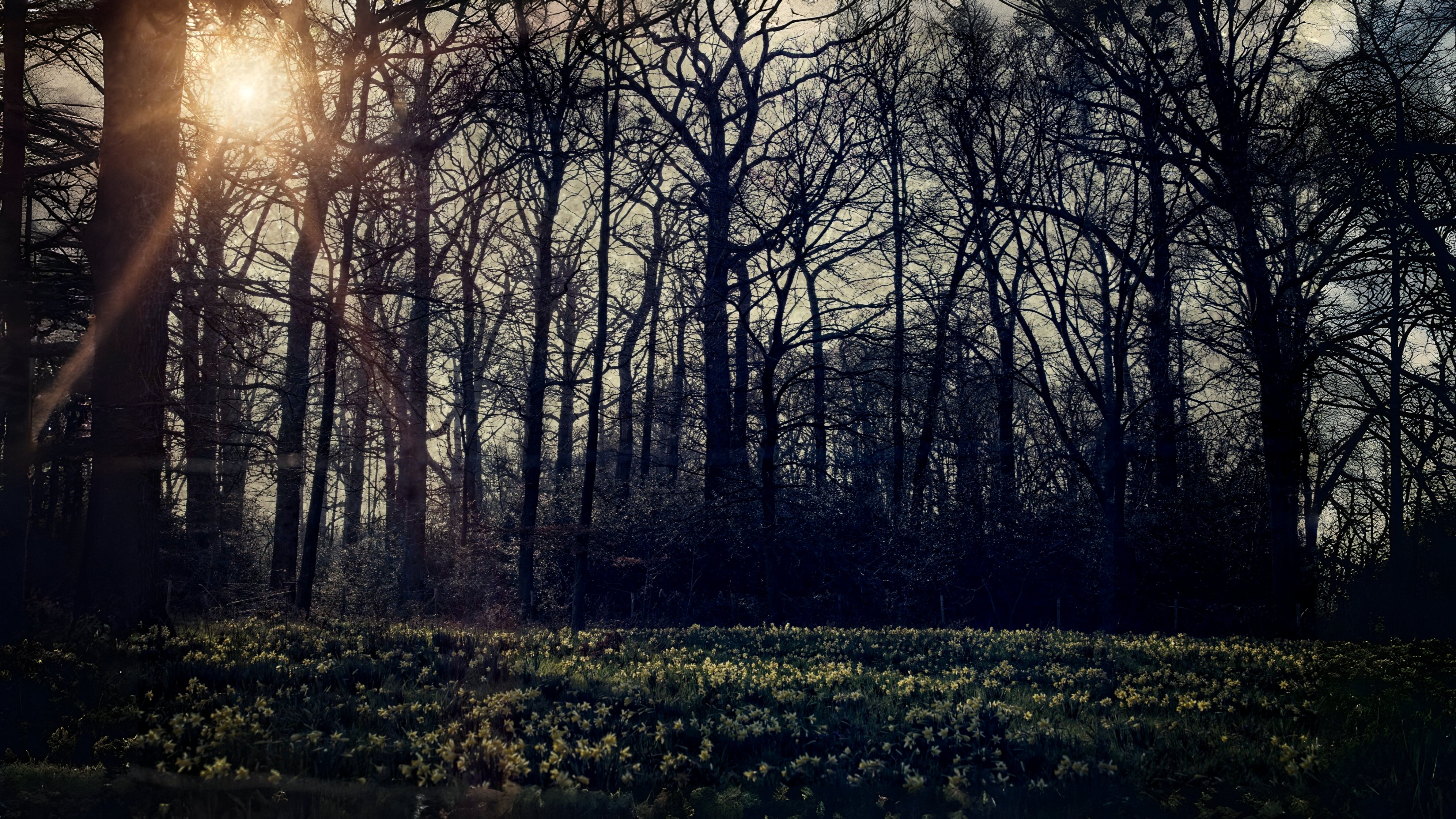 16-Mar London's Daffodils in Spring Section Image